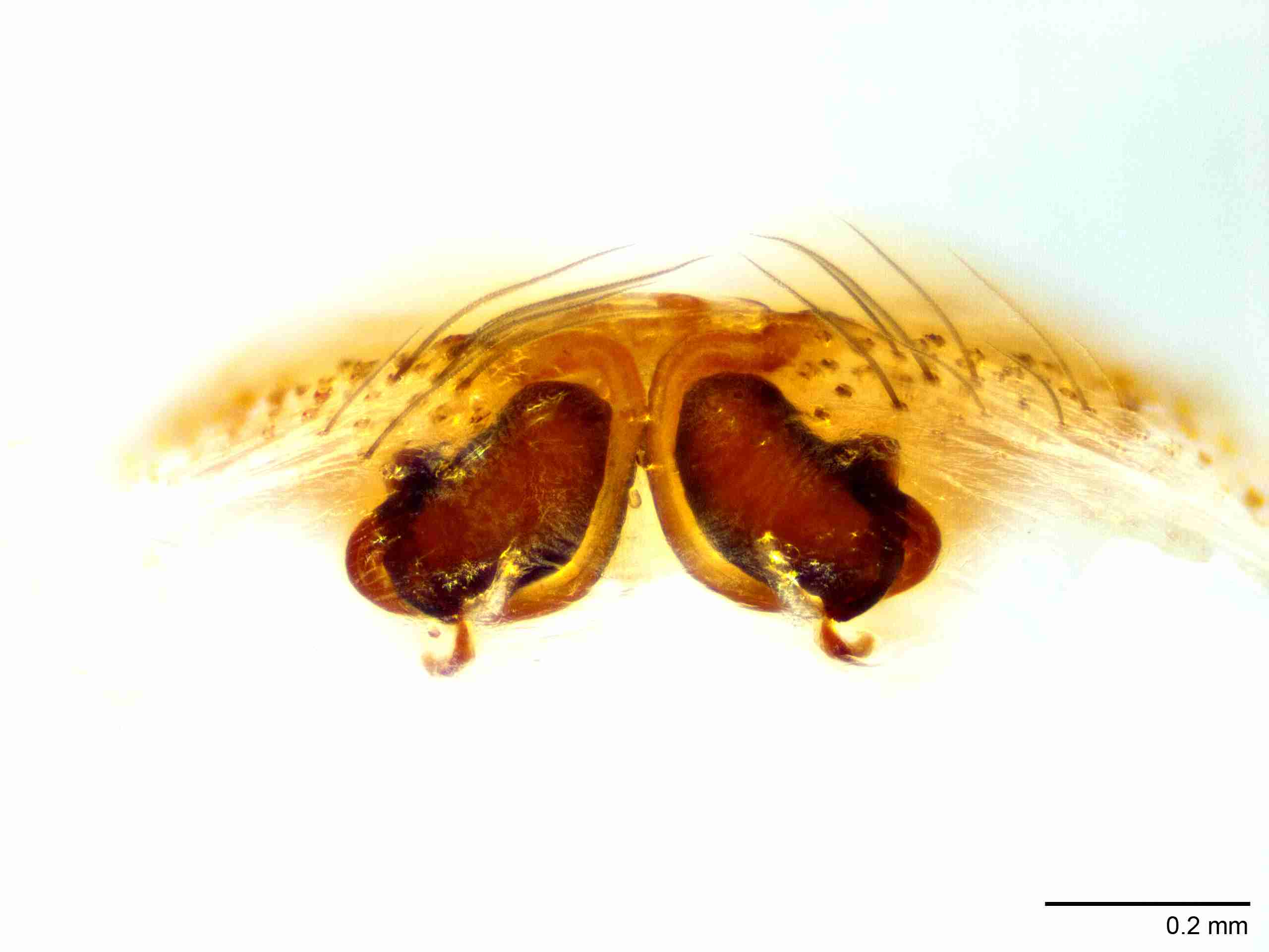 INVPICV005fpepiTPIC517_100X_NL.jpg
