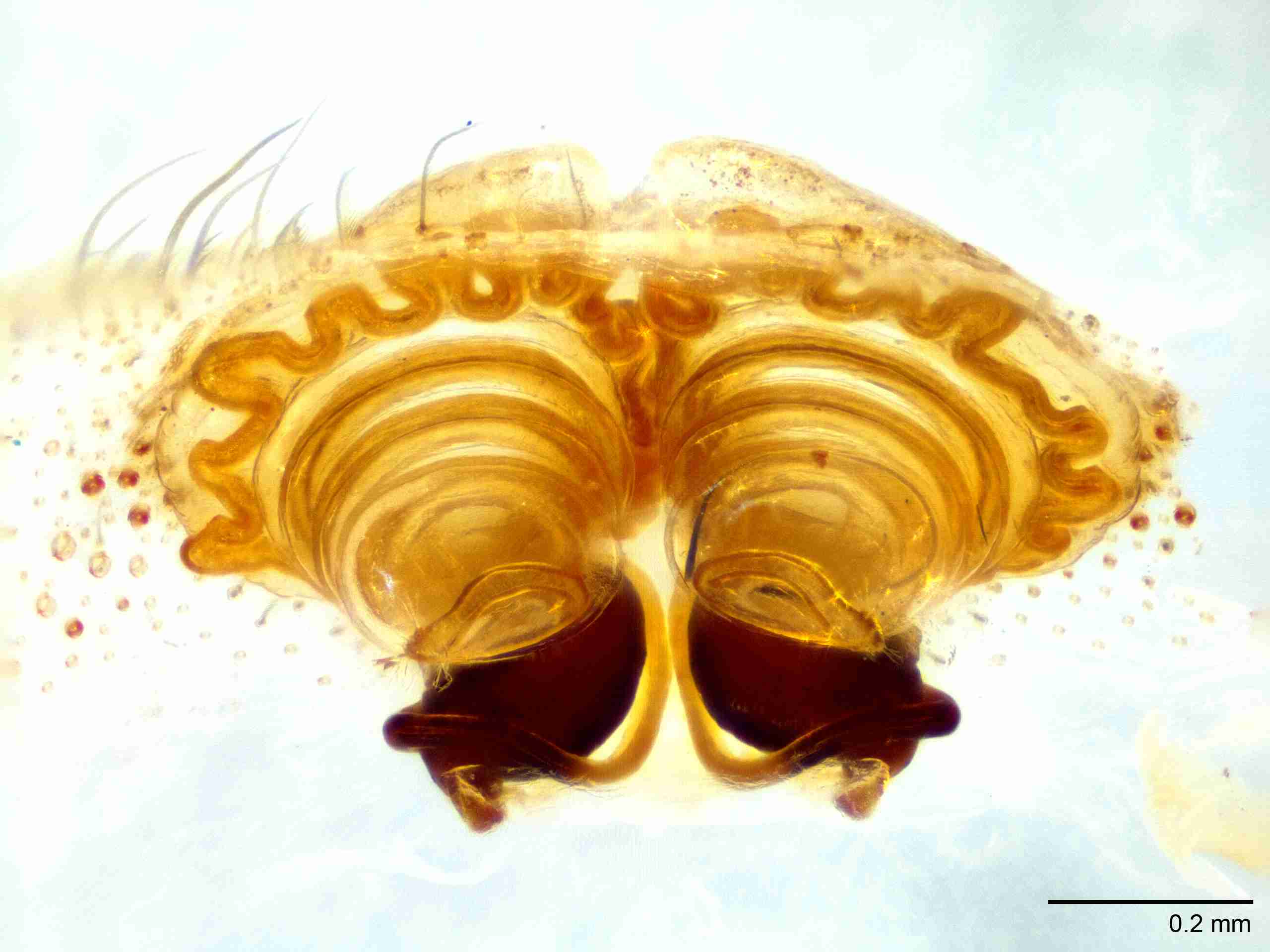 INVPICV005fpepiaPIC517_100X_NL.jpg
