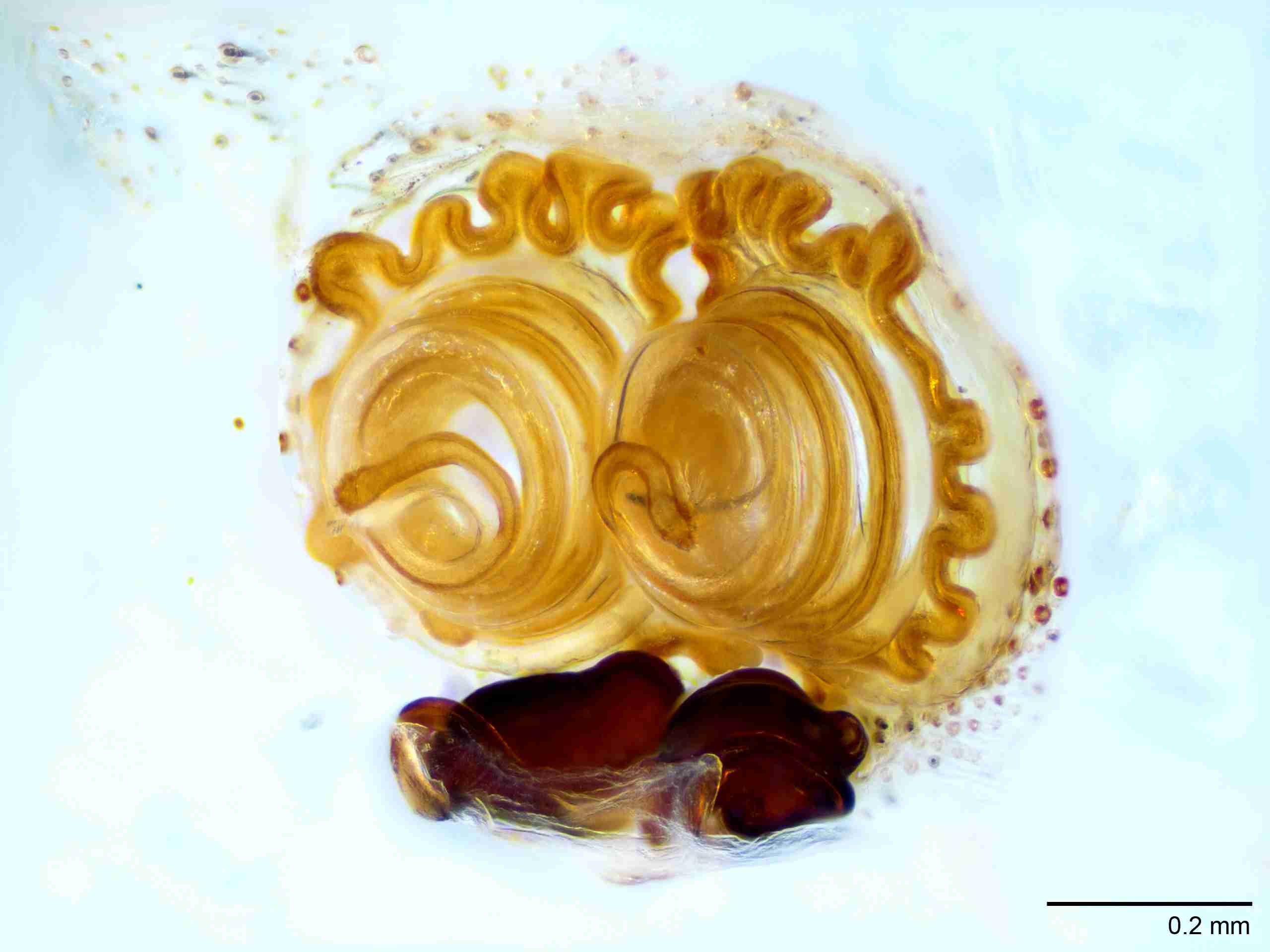 INVPICV005fpepilPIC517_100X_NL.jpg