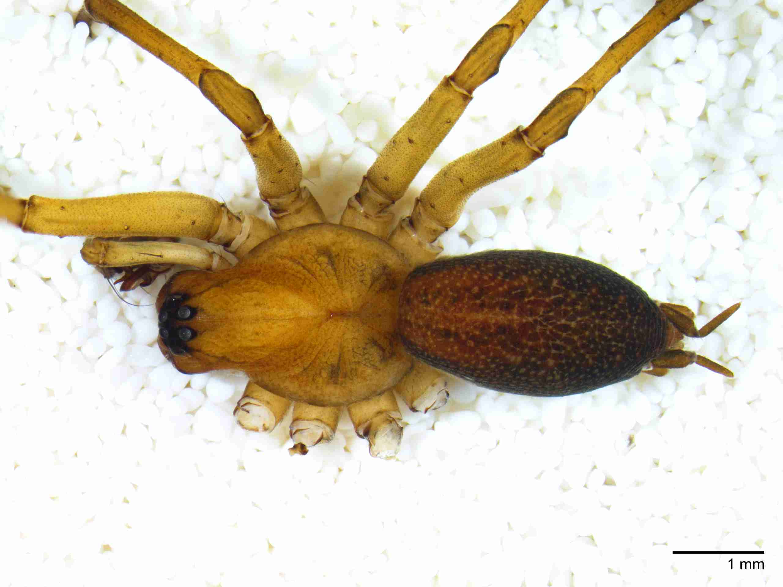 INVPICV005mphabdPIC516_15X_NL.jpg