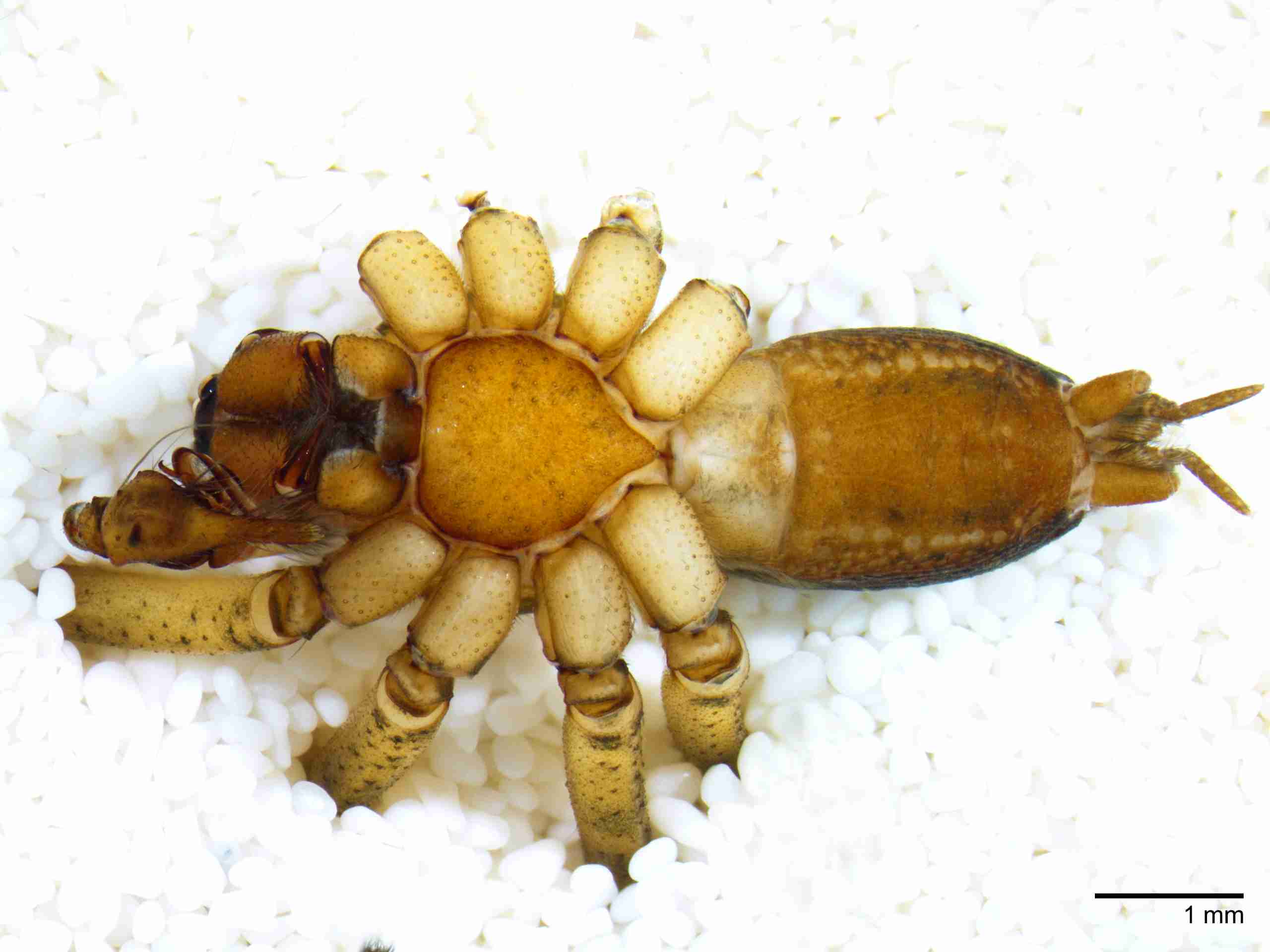 INVPICV005mphabvPIC516_15X_NL.jpg