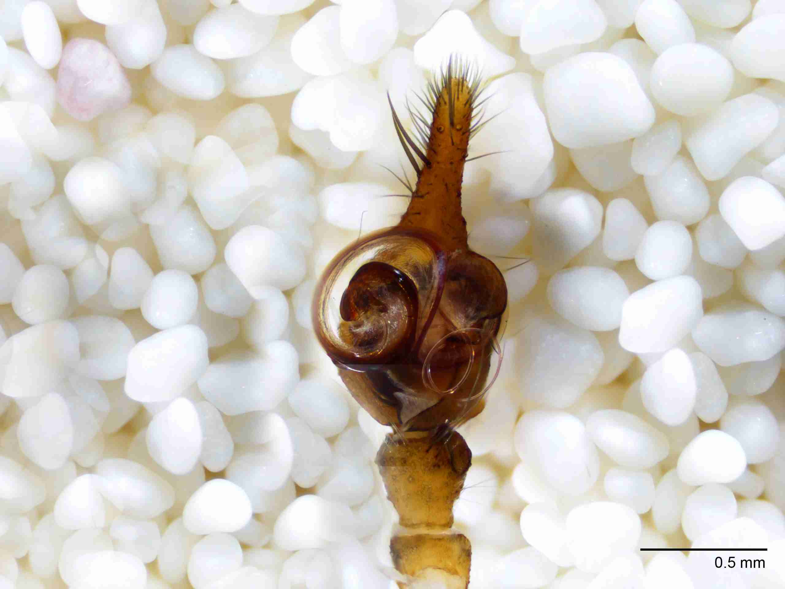 INVPICV005mppalvPIC516_40X_NL.jpg