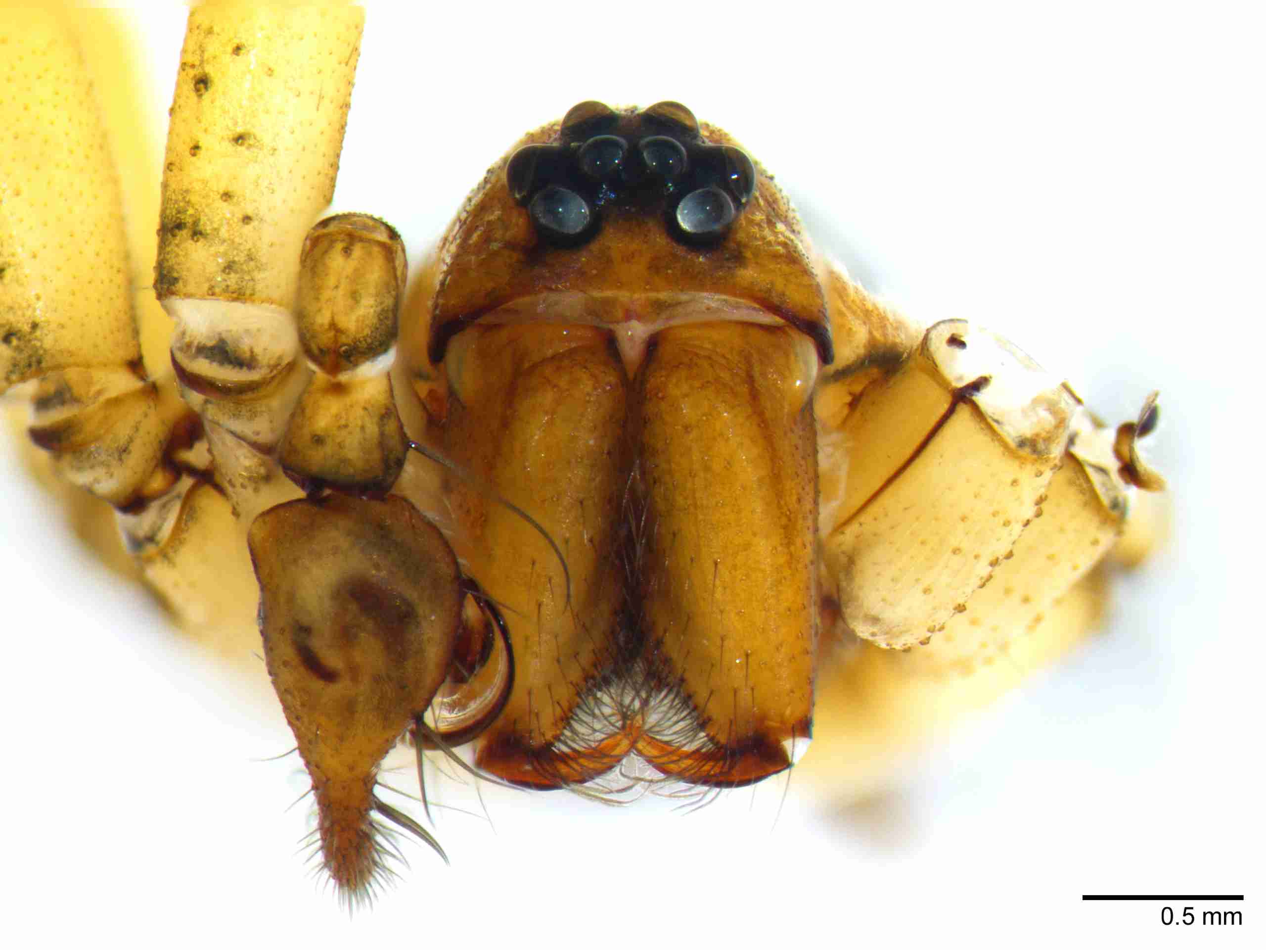 INVPICV005mpprsaPIC516_30X_NL.jpg