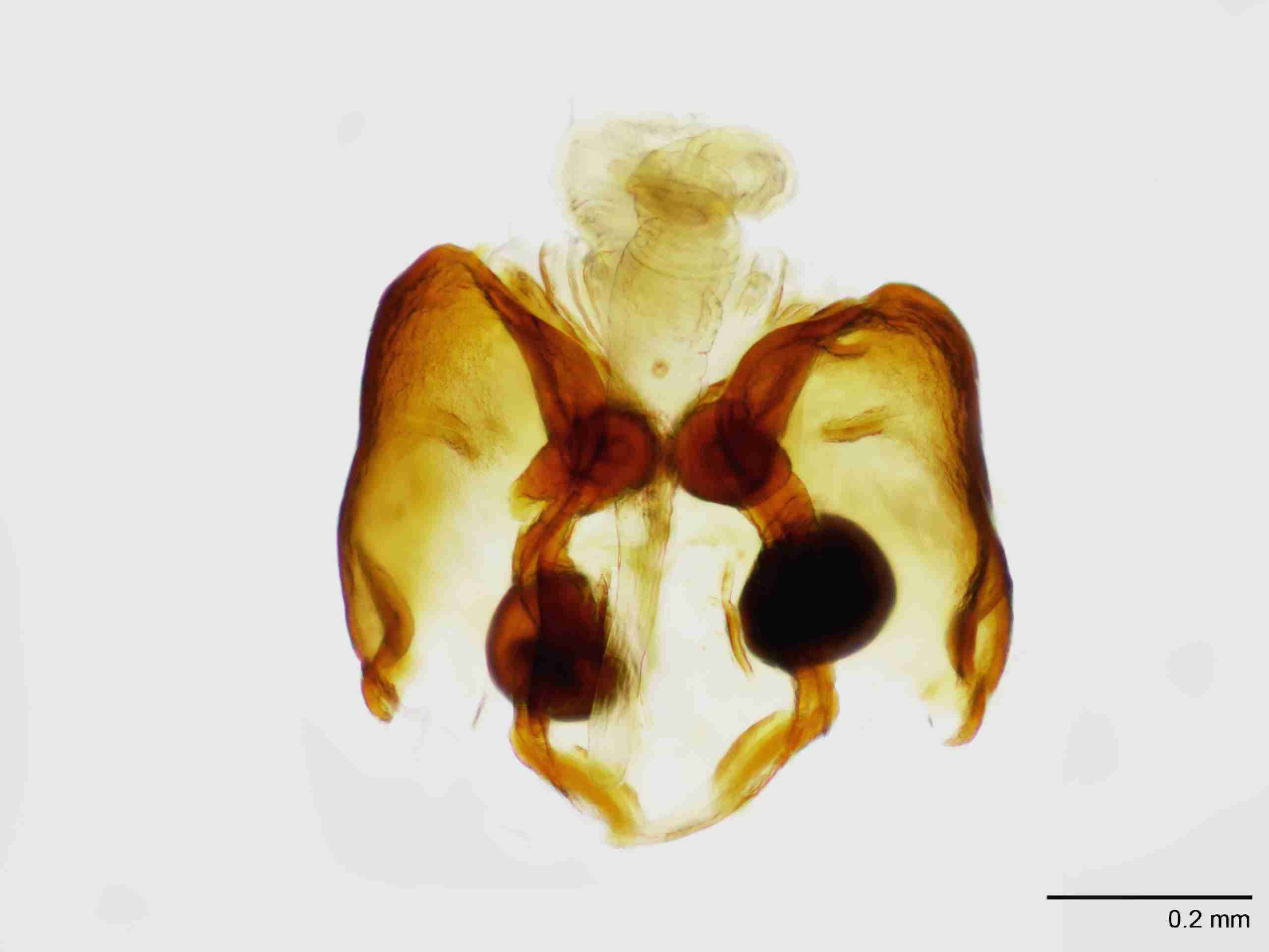 INVPICV030fcepiTPIC449_100X_NL.jpg