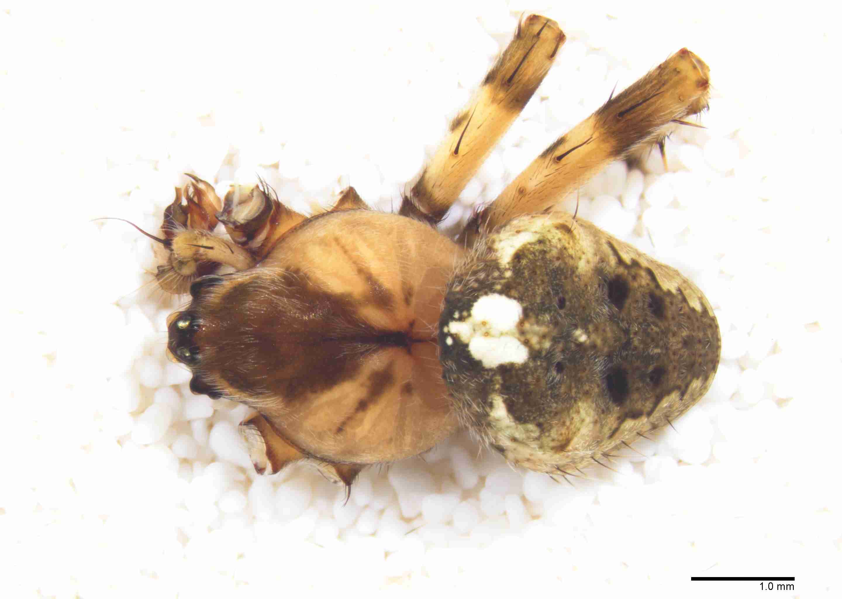 INVPICV030mphabdPXF191_15X_Z10.jpg