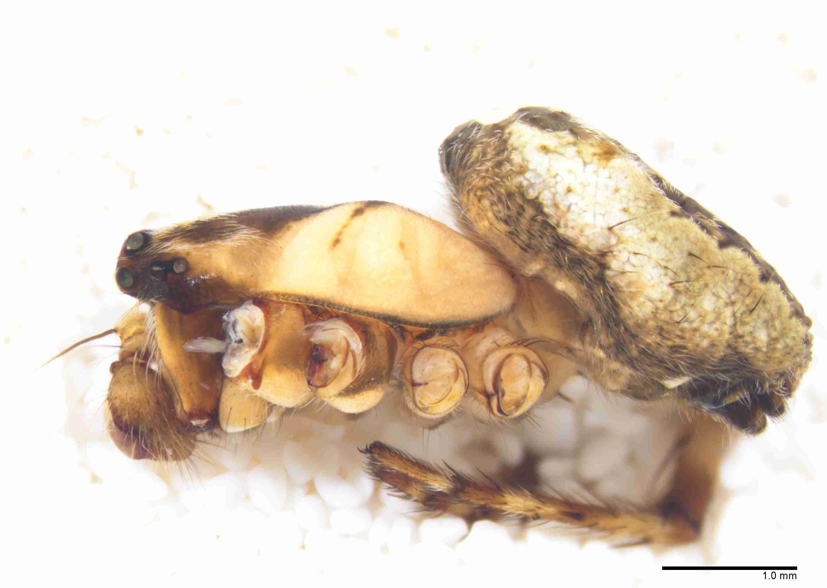 INVPICV030mphablPXF191_20X_Z10.jpg