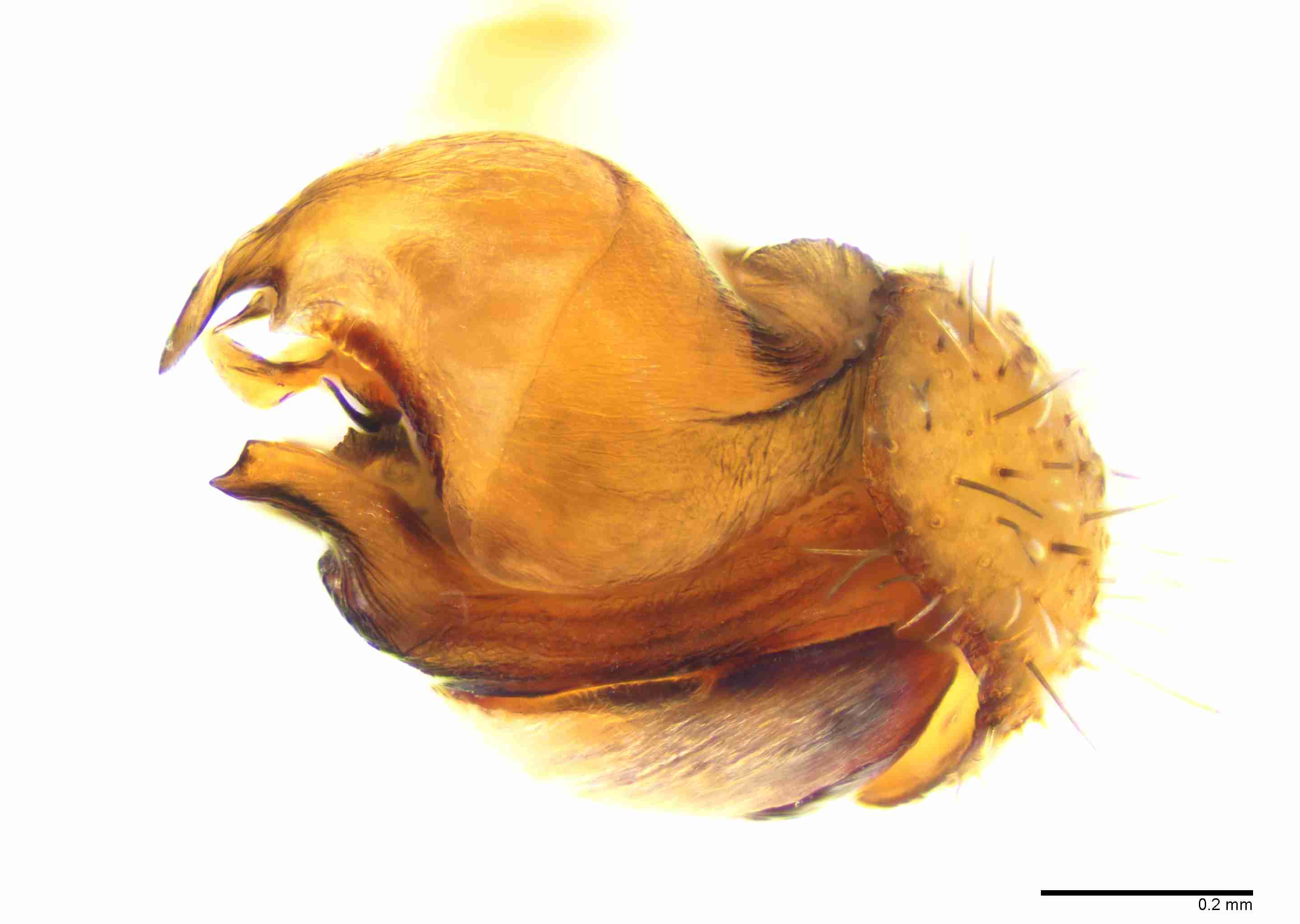 INVPICV030mppalaPXF191_100X_E2B.jpg