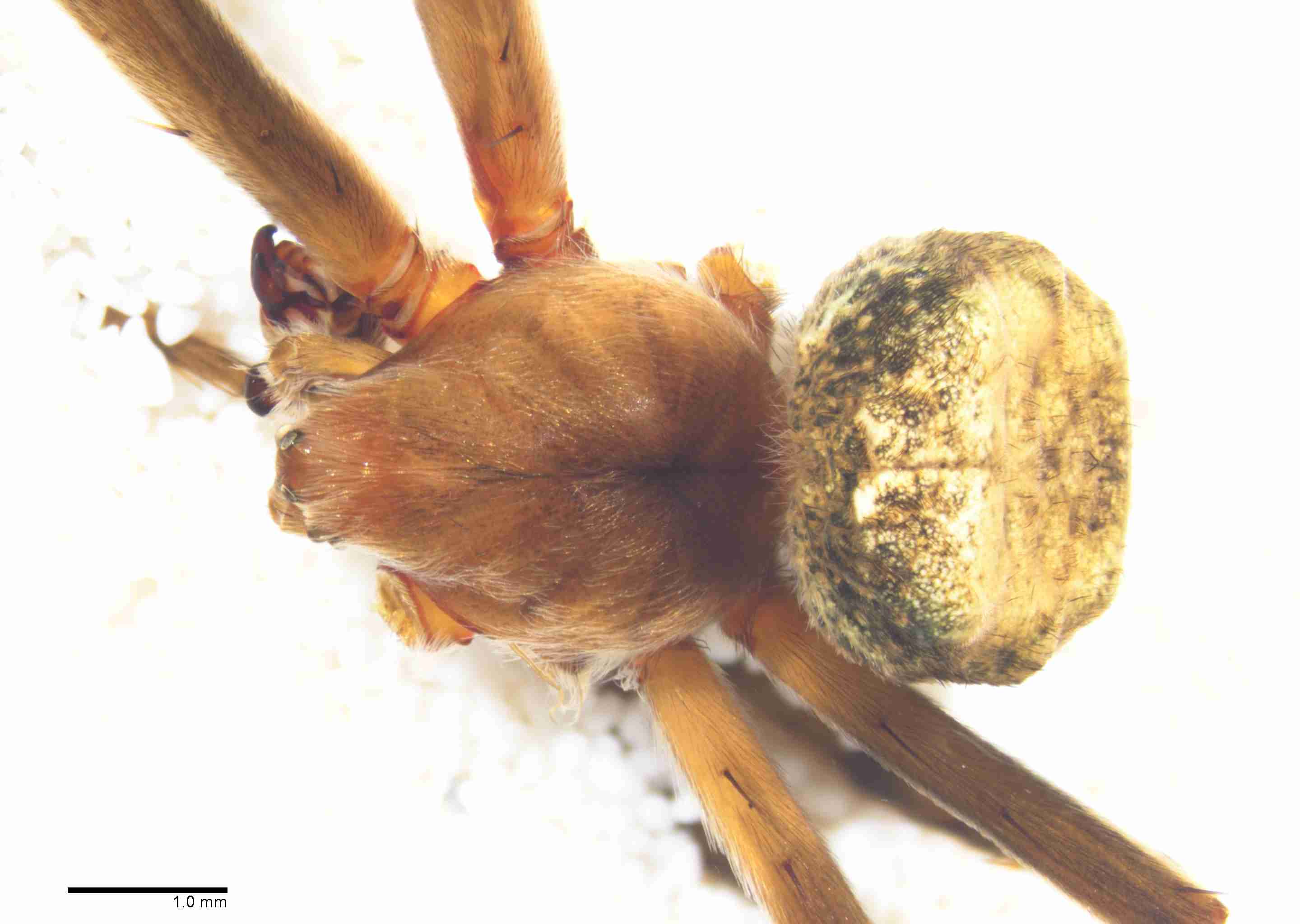 INVPICV056mphabdPXF211_15X_Z10.jpg