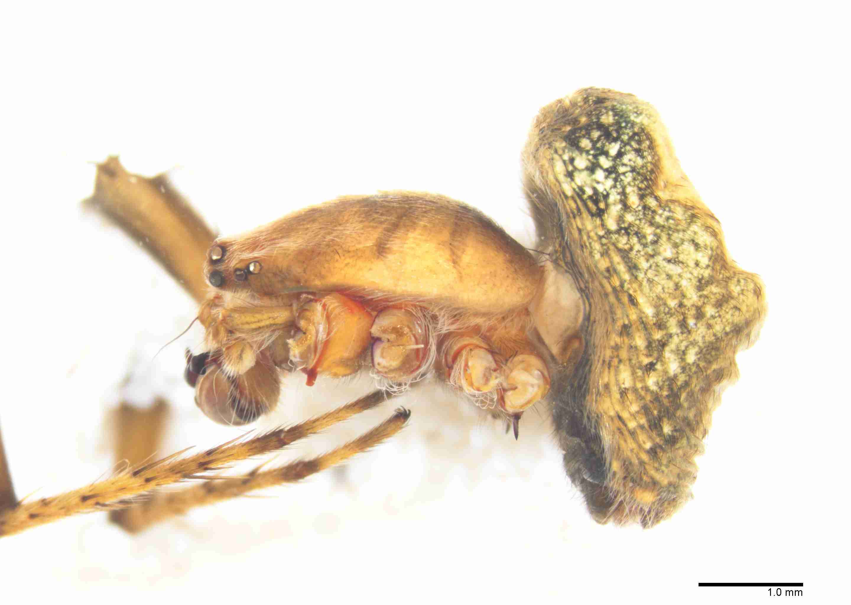 INVPICV056mphablPXF211_15X_Z10.jpg