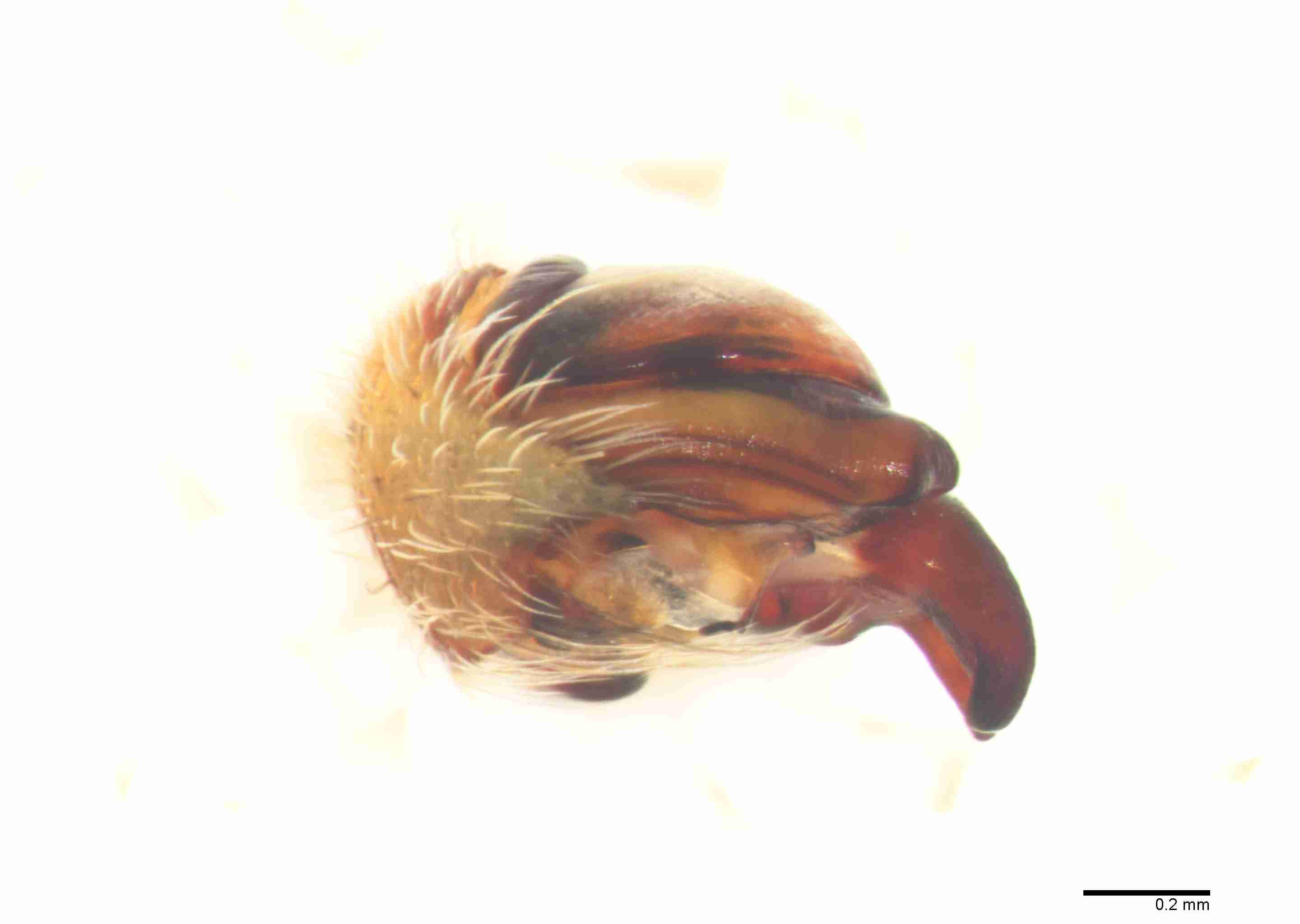 INVPICV056mppalaPXF211_60X_Z10.jpg
