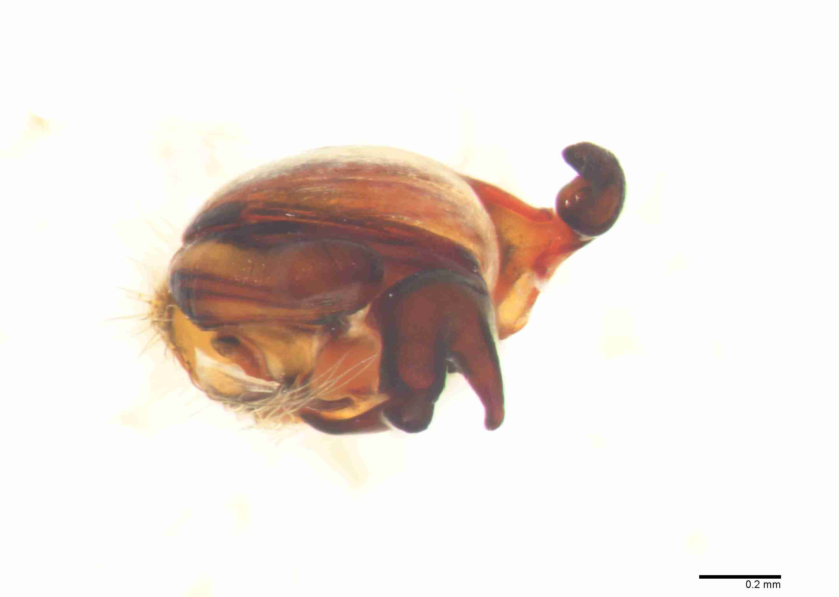 INVPICV056mppalvPXF211_60X_Z10.jpg