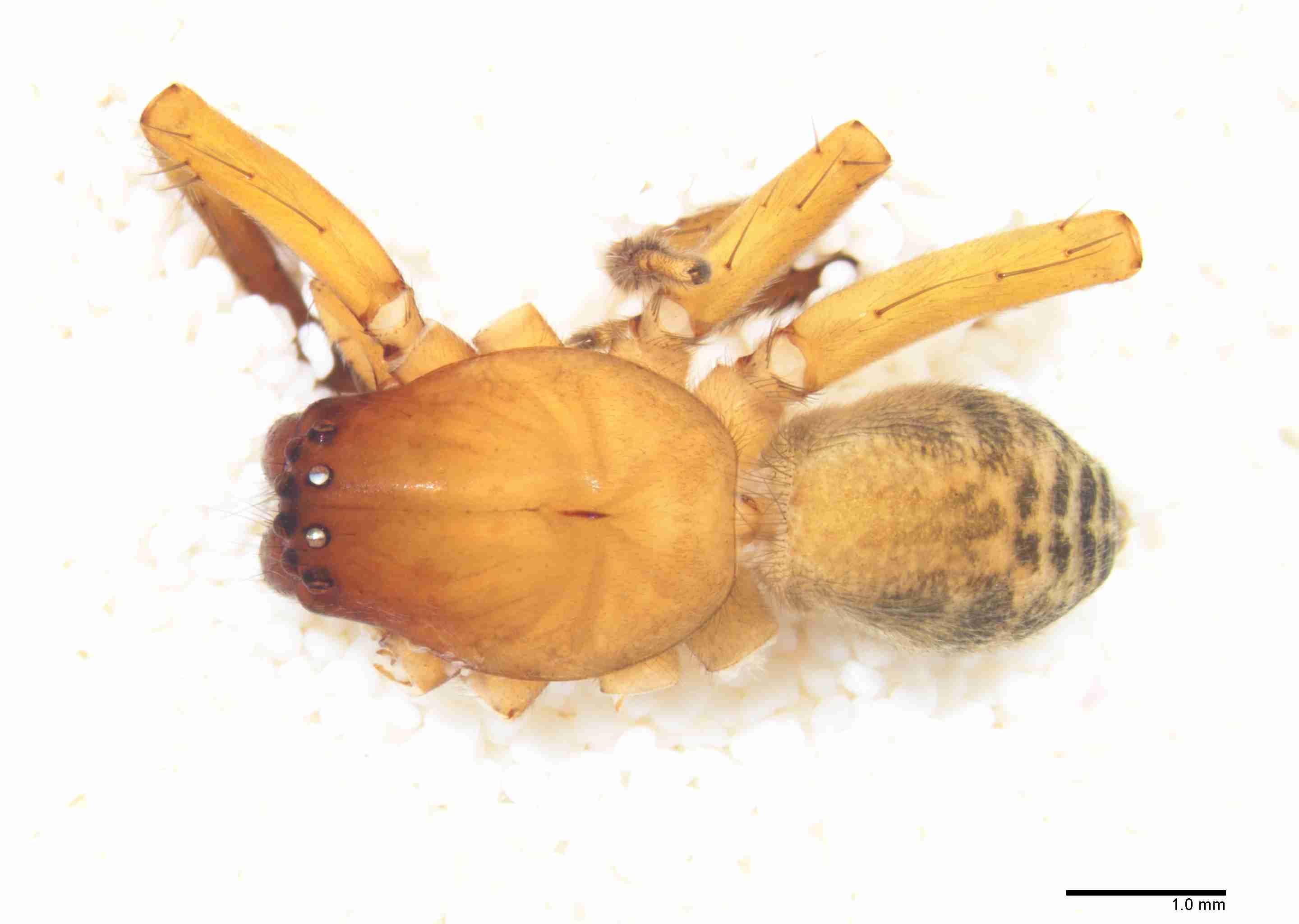 INVPICV069mphabdPXF253_15X_Z10.jpg