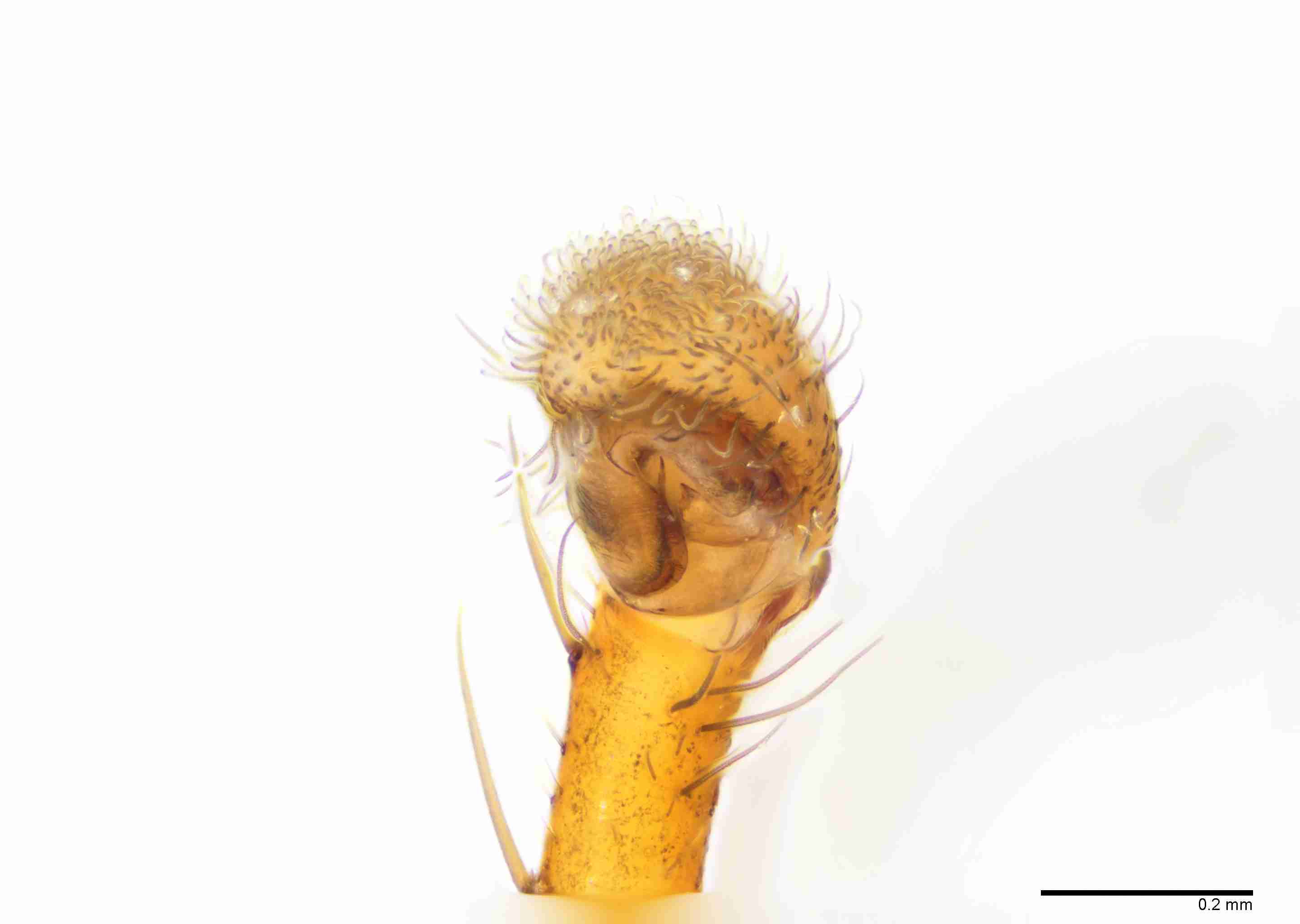 INVPICV069mppalaPXF253_100X_E2B.jpg