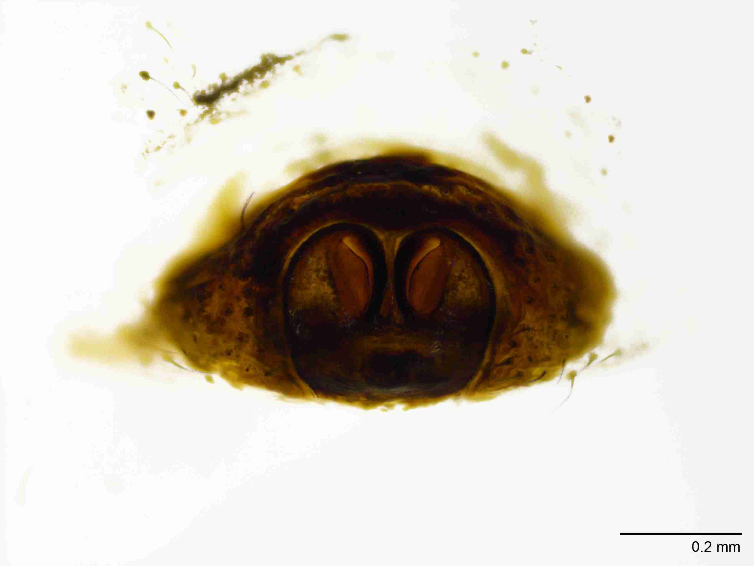 INVPICV103fcepivPIC543_100X_NL.jpg