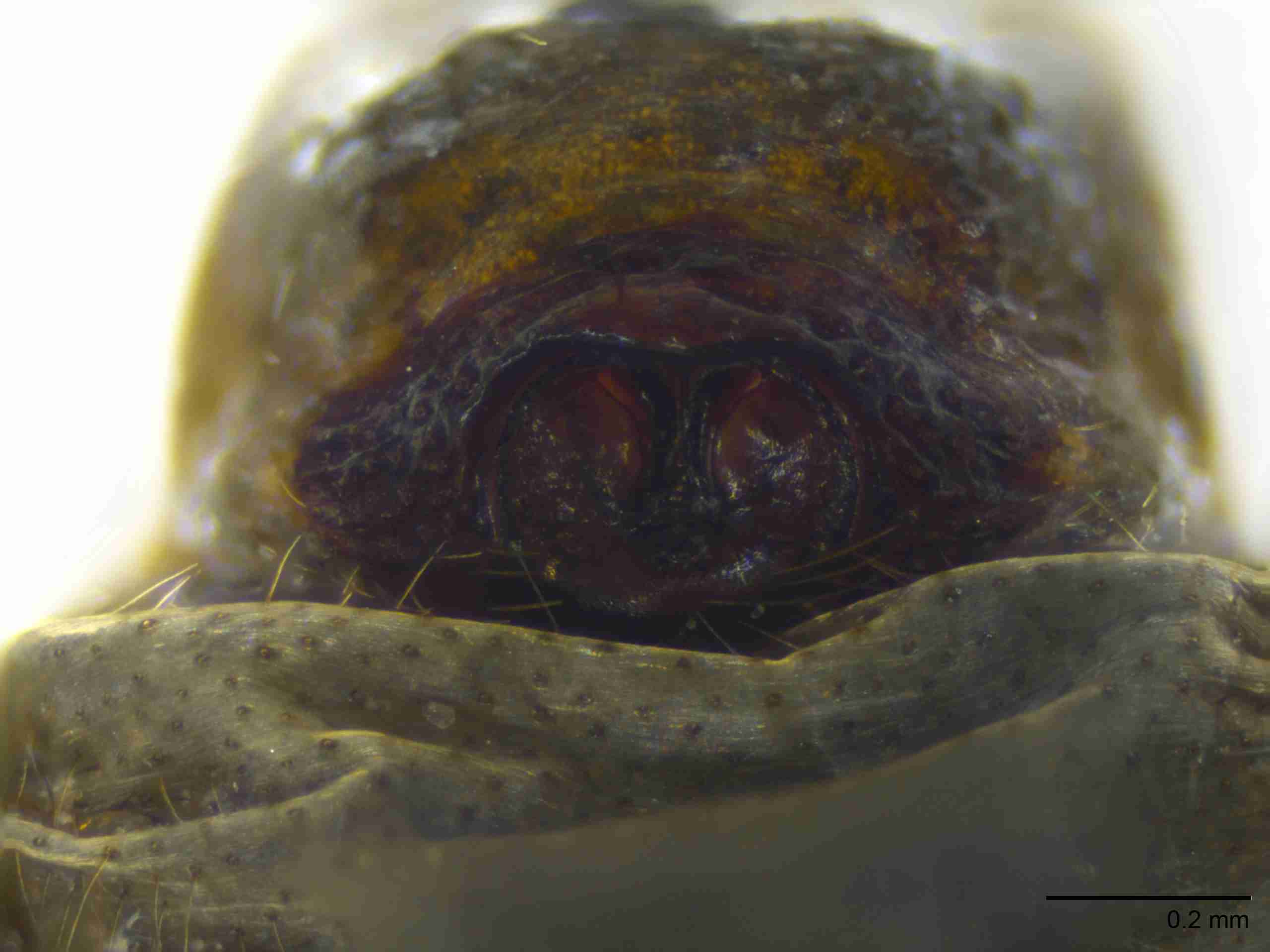 INVPICV103fpepivPIC543_100X_NL.jpg