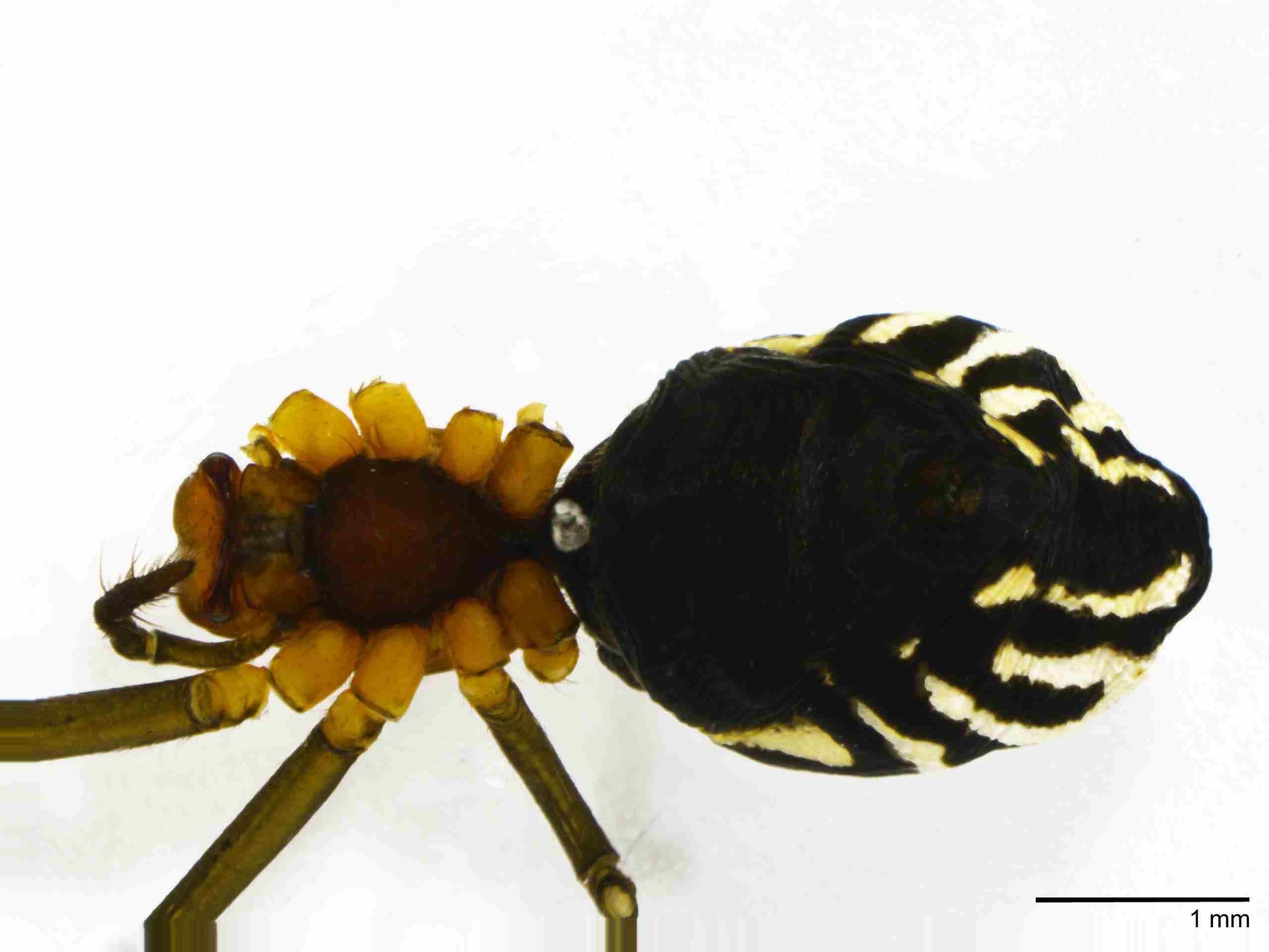 INVPICV103fphabvPIC543_20X_NL.jpg