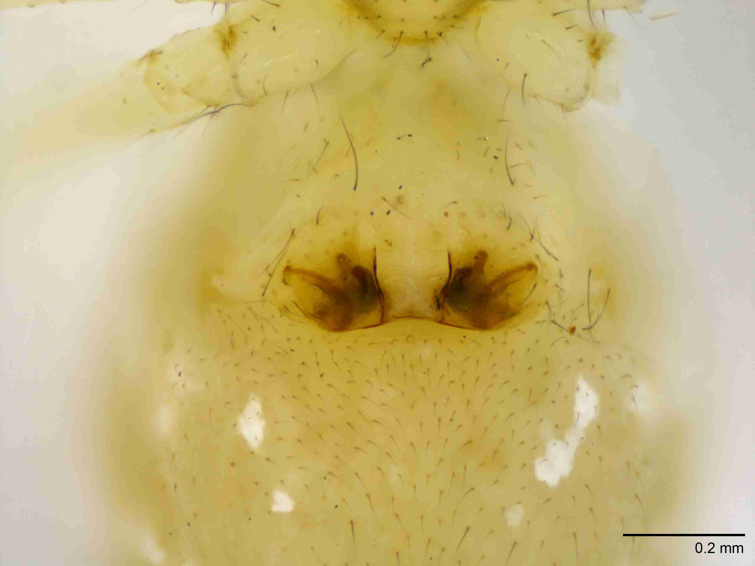 INVPICV123fpepivPIC536_100X_NL.jpg
