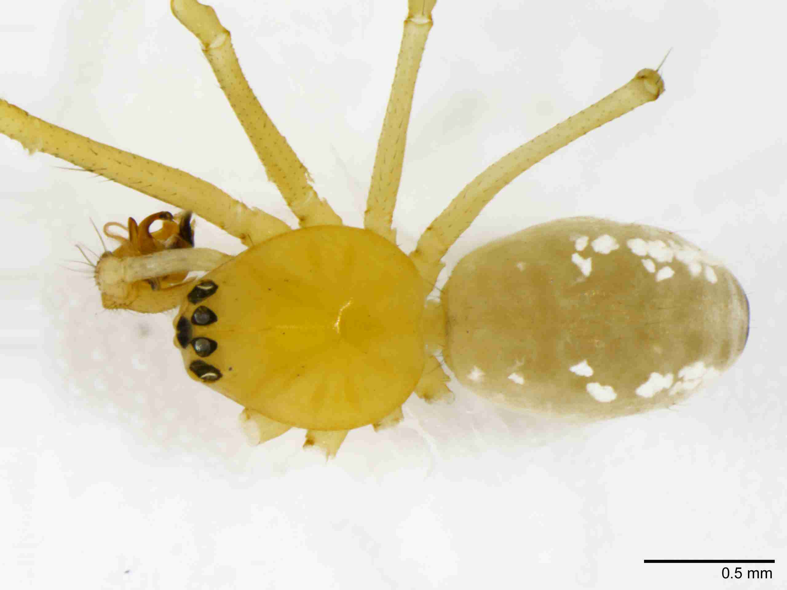 INVPICV123mphabdPIC535_40X_NL.jpg