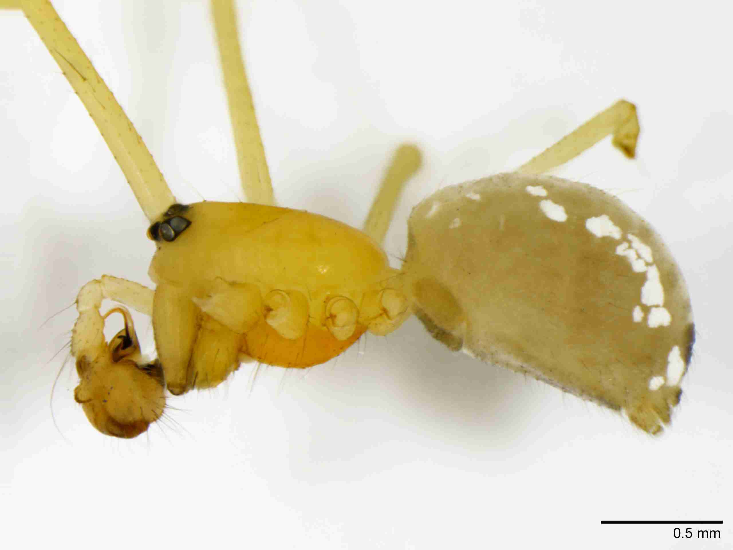 INVPICV123mphablPIC535_40X_NL.jpg