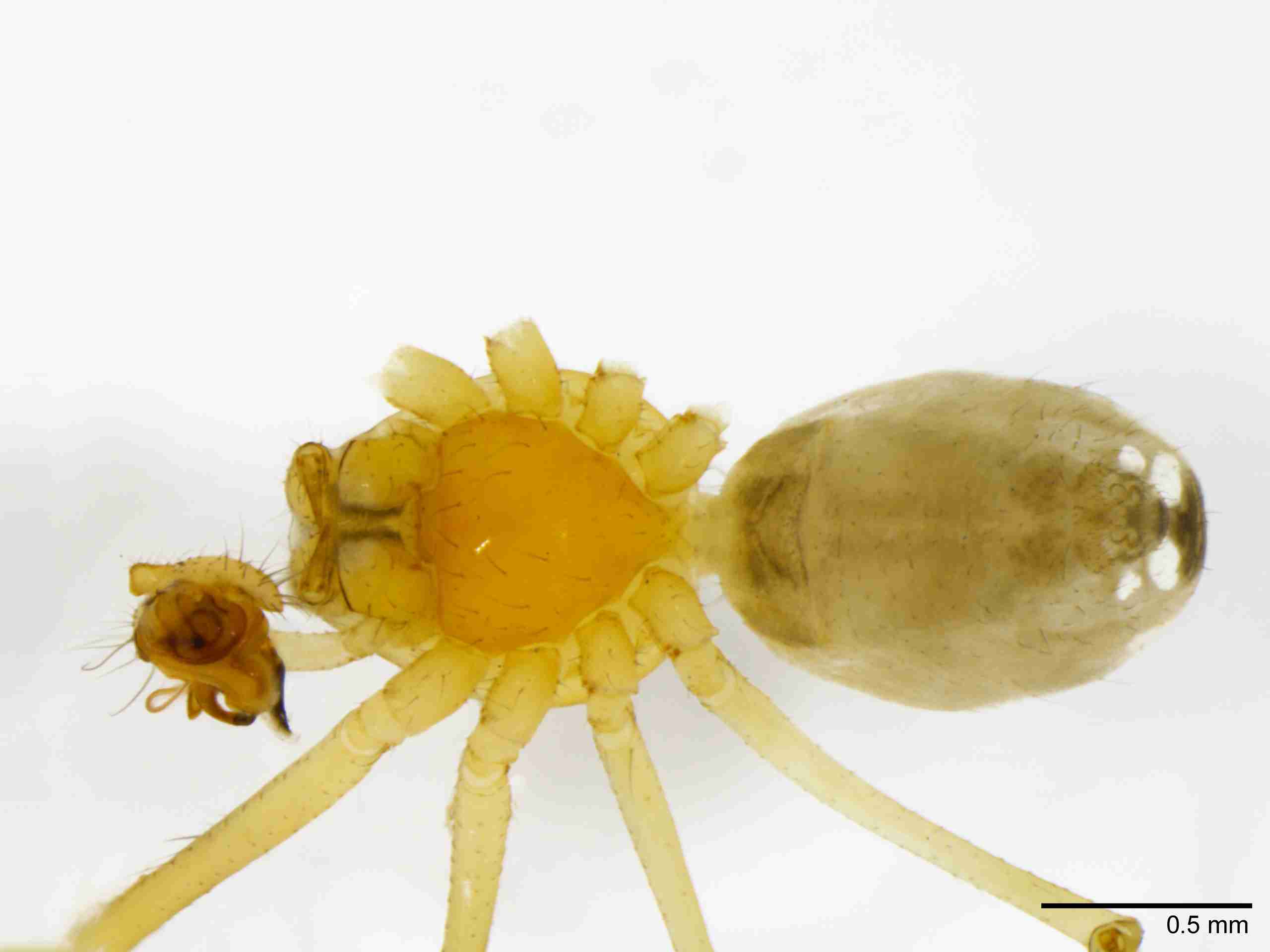 INVPICV123mphabvPIC535_40X_NL.jpg