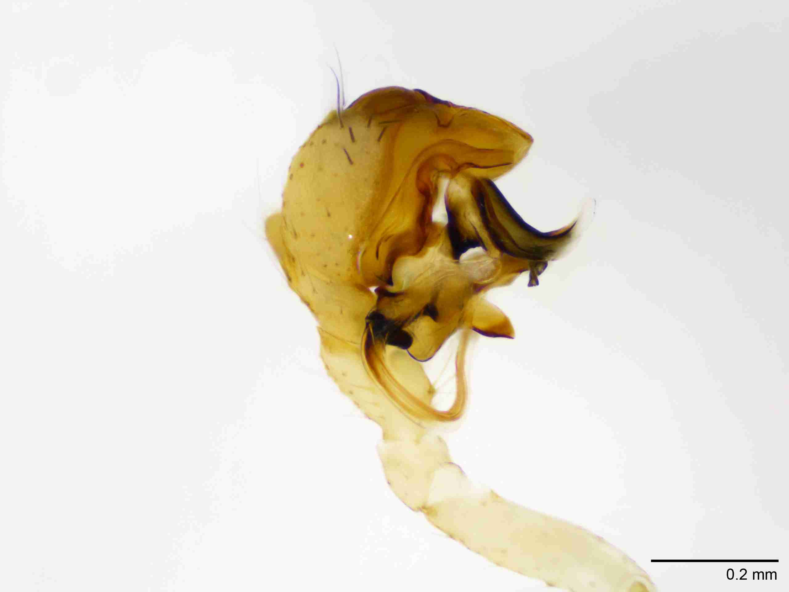 INVPICV123mppalpPIC535_100X_NL.jpg