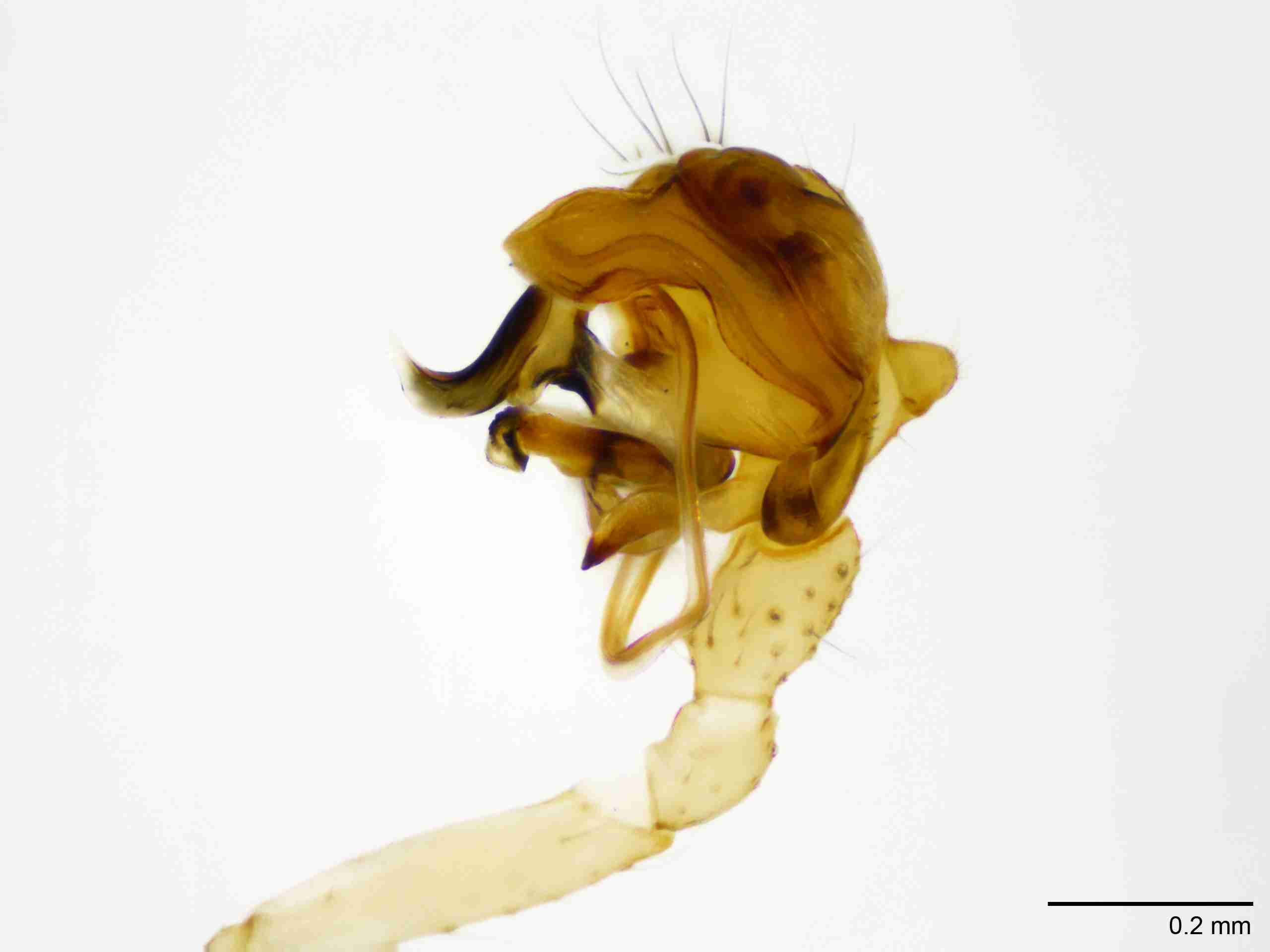 INVPICV123mppalrPIC535_100X_NL.jpg