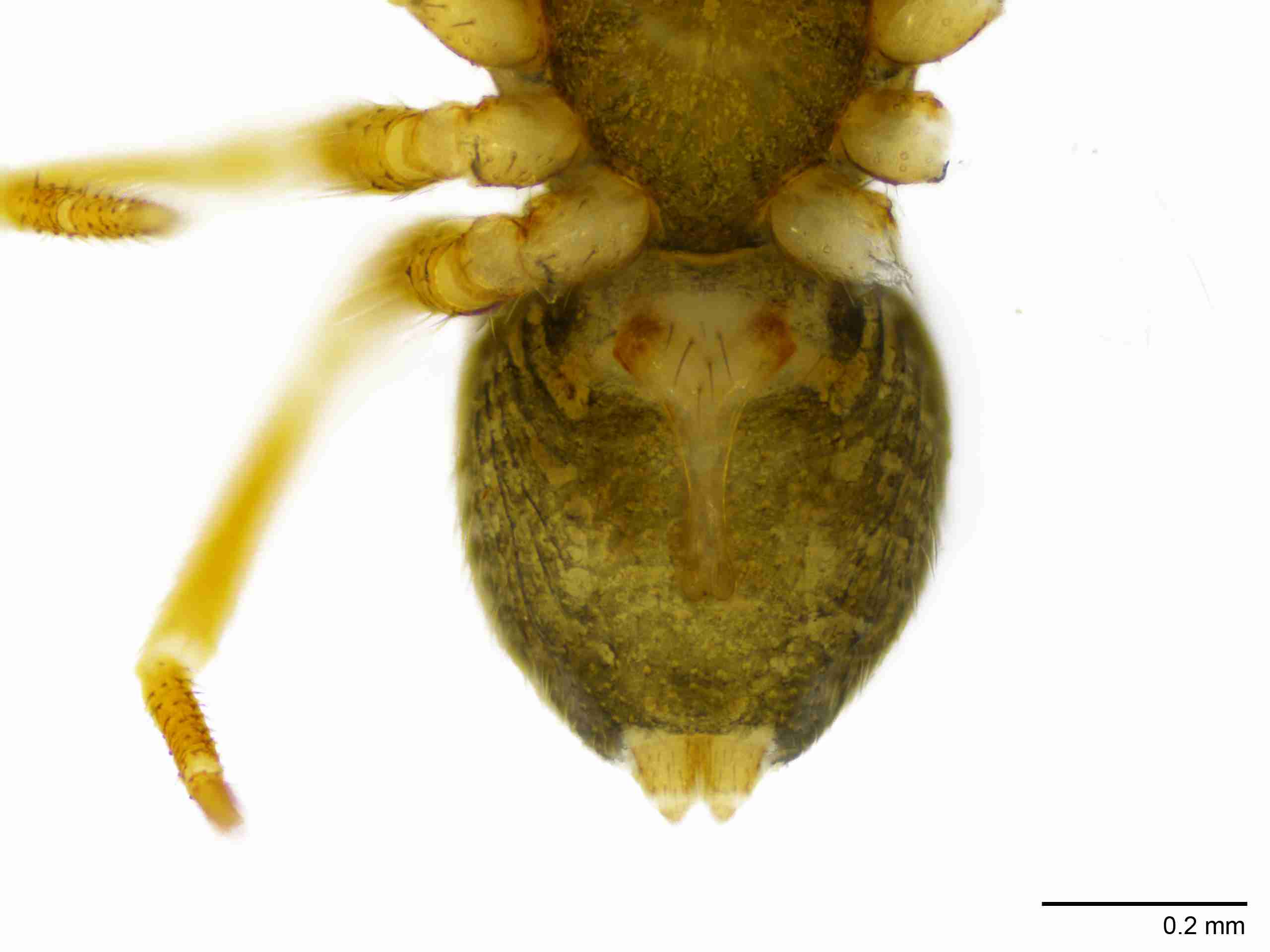 INVPICV128fpepivPIC571_100X_NL.jpg