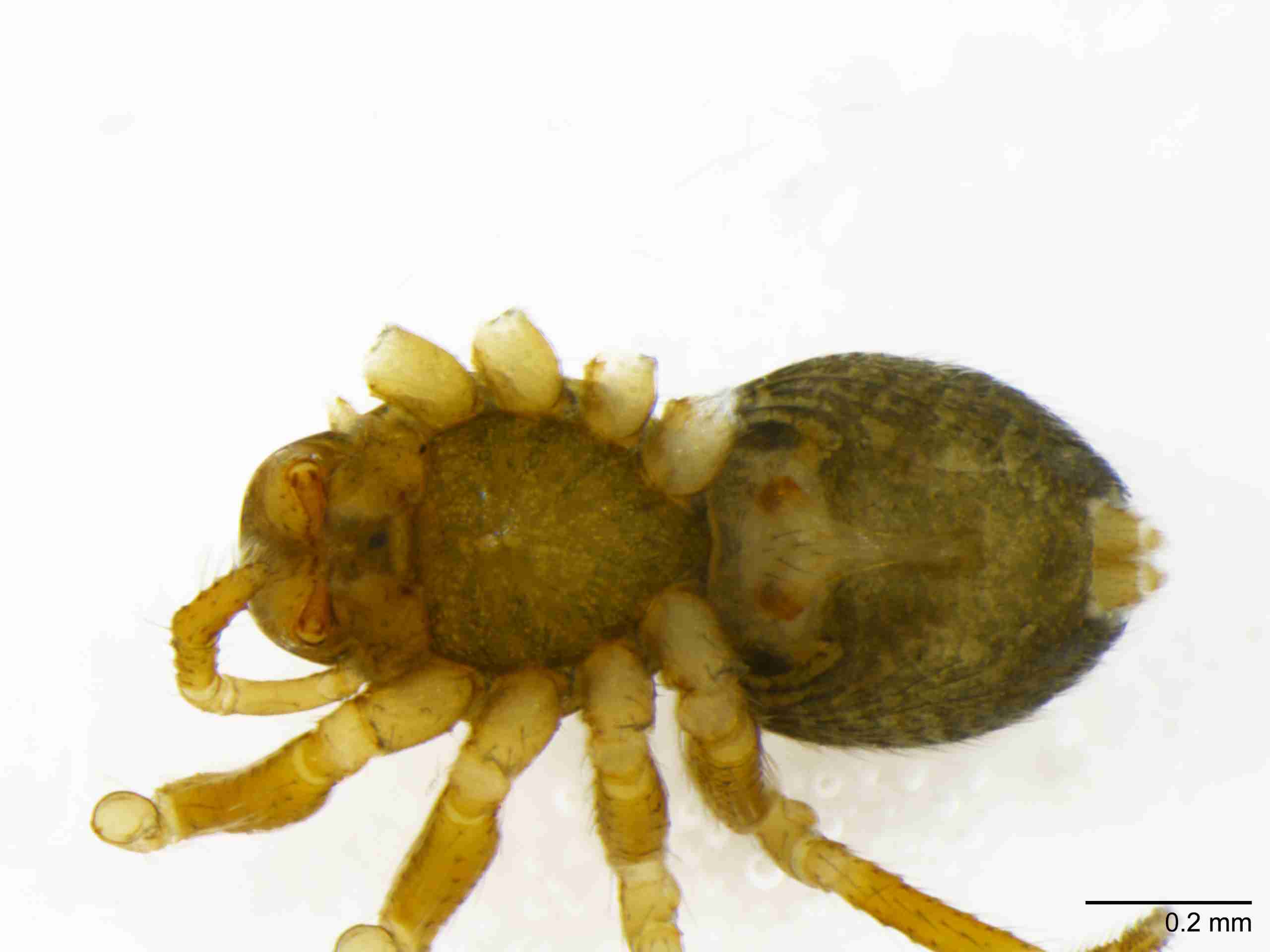 INVPICV128fphabvPIC571_80X_NL.jpg