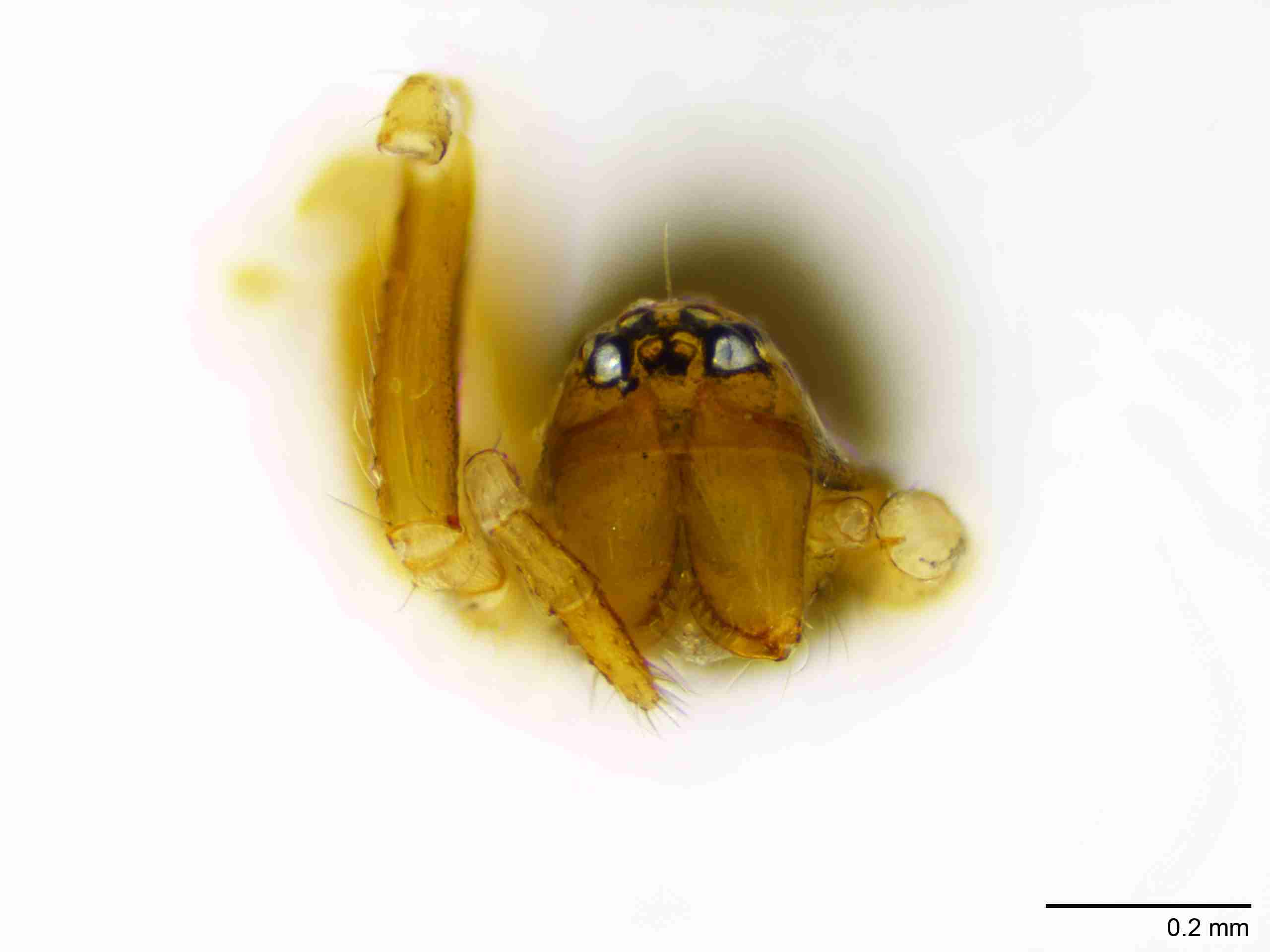 INVPICV128fpprsaPIC571_100X_NL.jpg