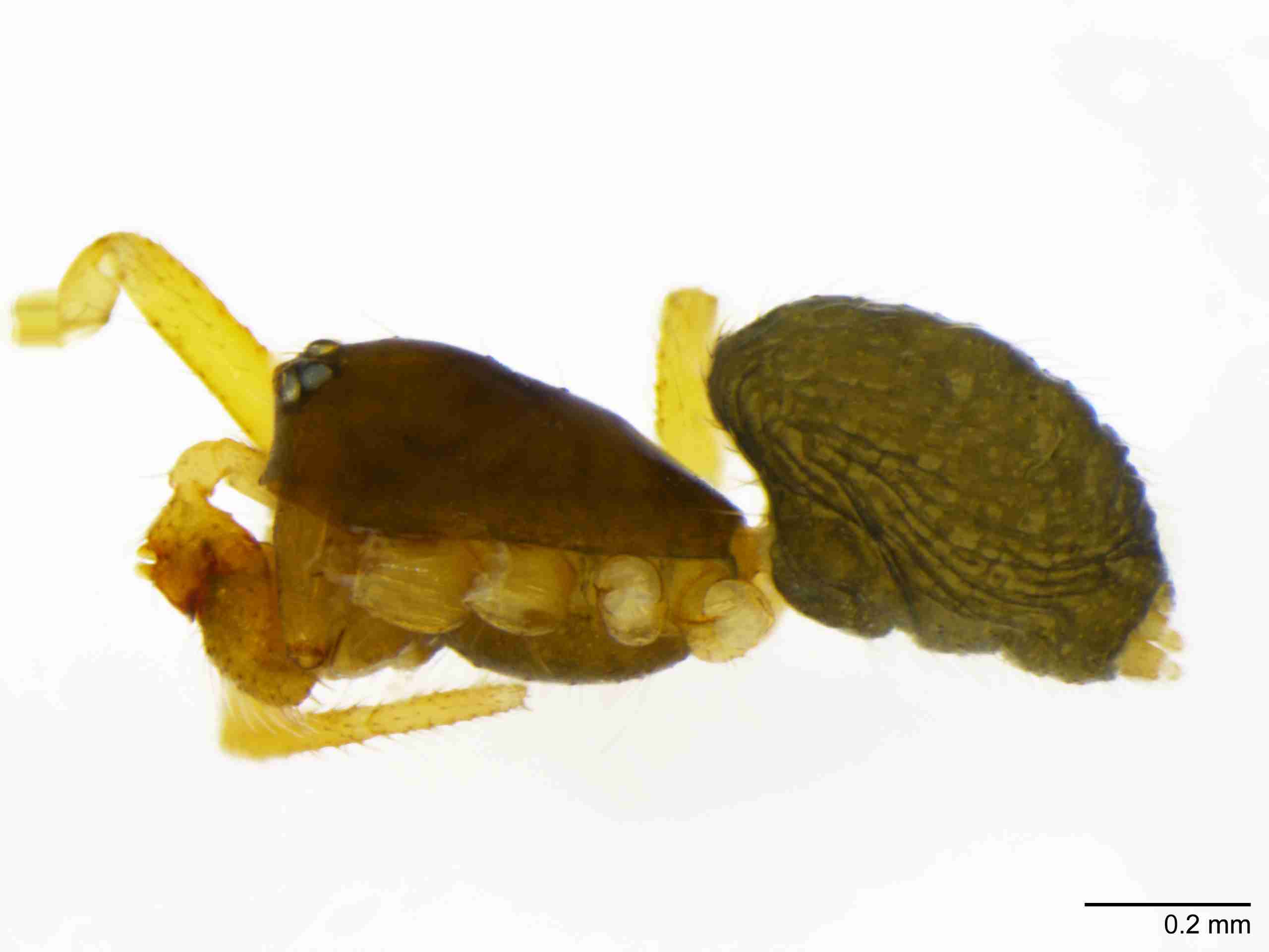 INVPICV128mphablPIC570_80X_NL.jpg