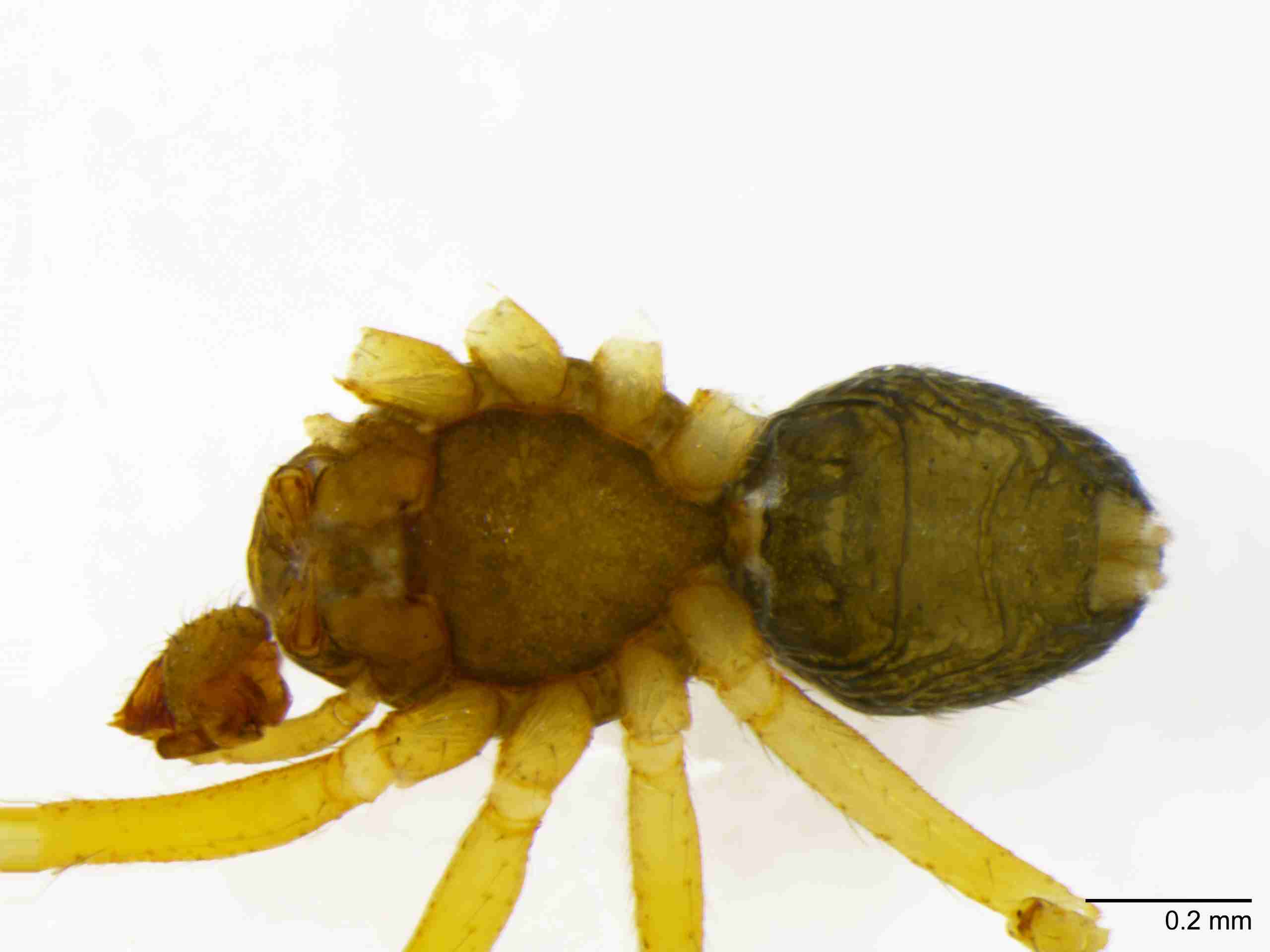 INVPICV128mphabvPIC570_80X_NL.jpg