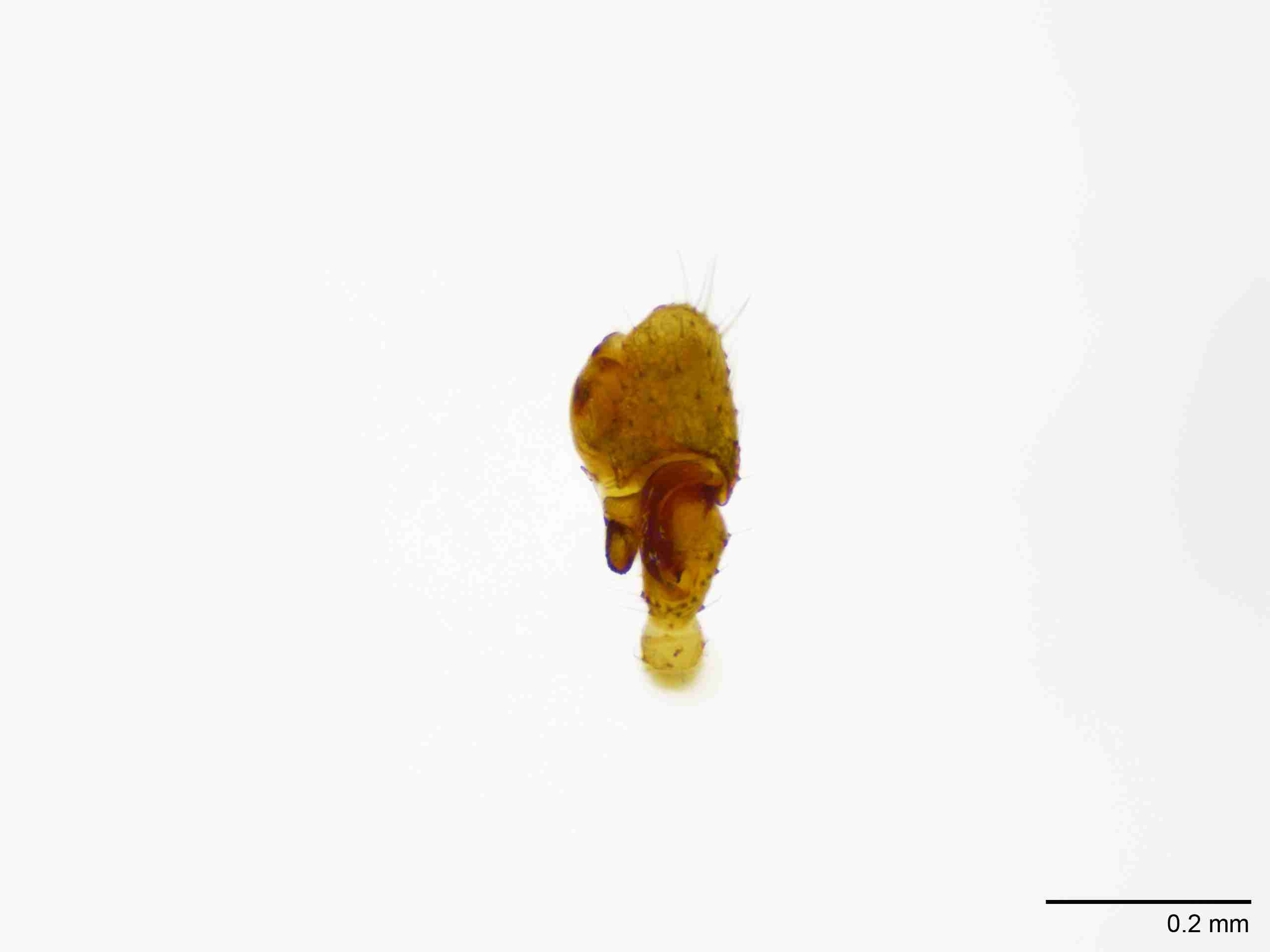INVPICV128mppaldPIC570_100X_NL.jpg