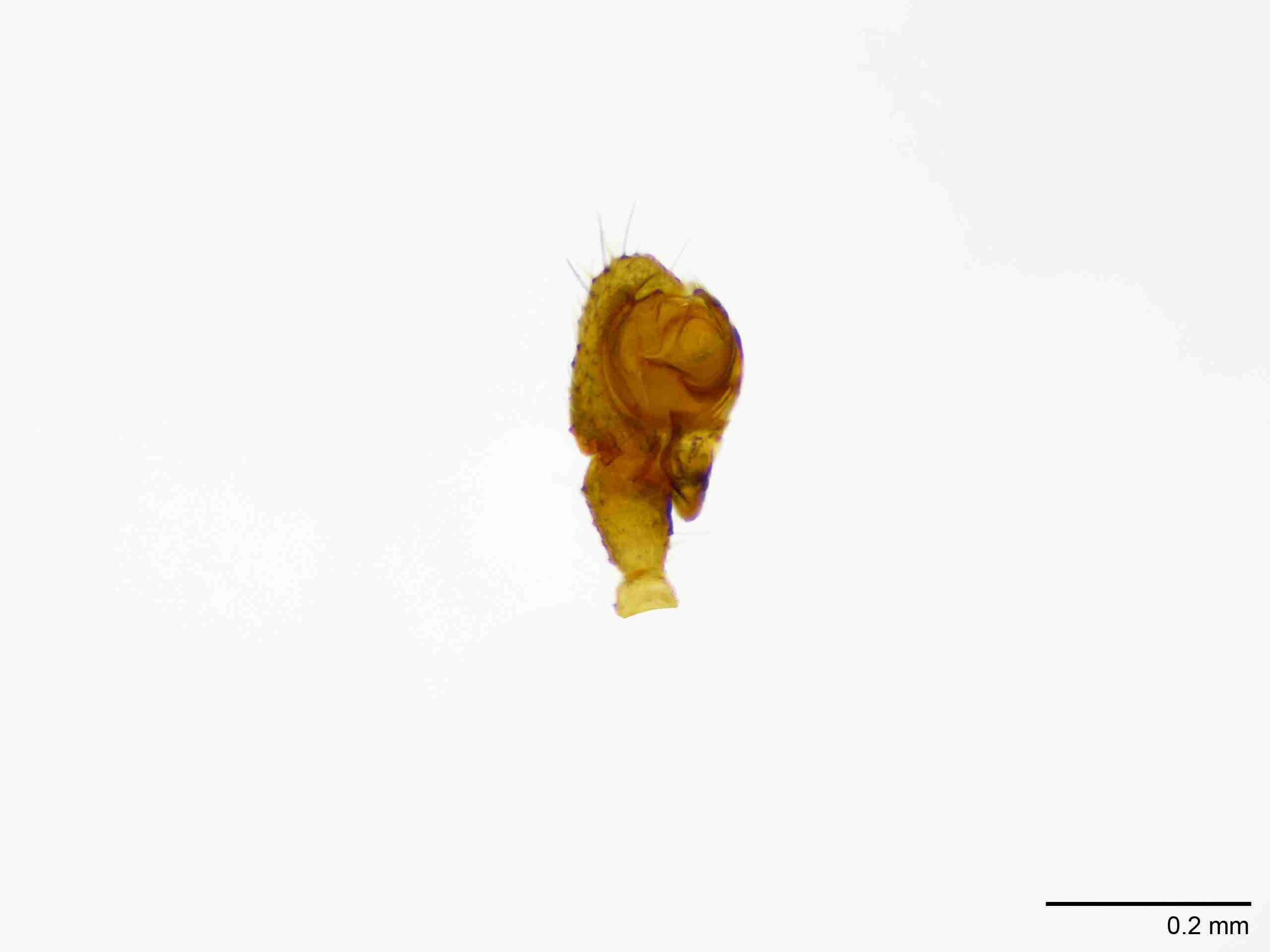INVPICV128mppalpPIC570_100X_NL.jpg