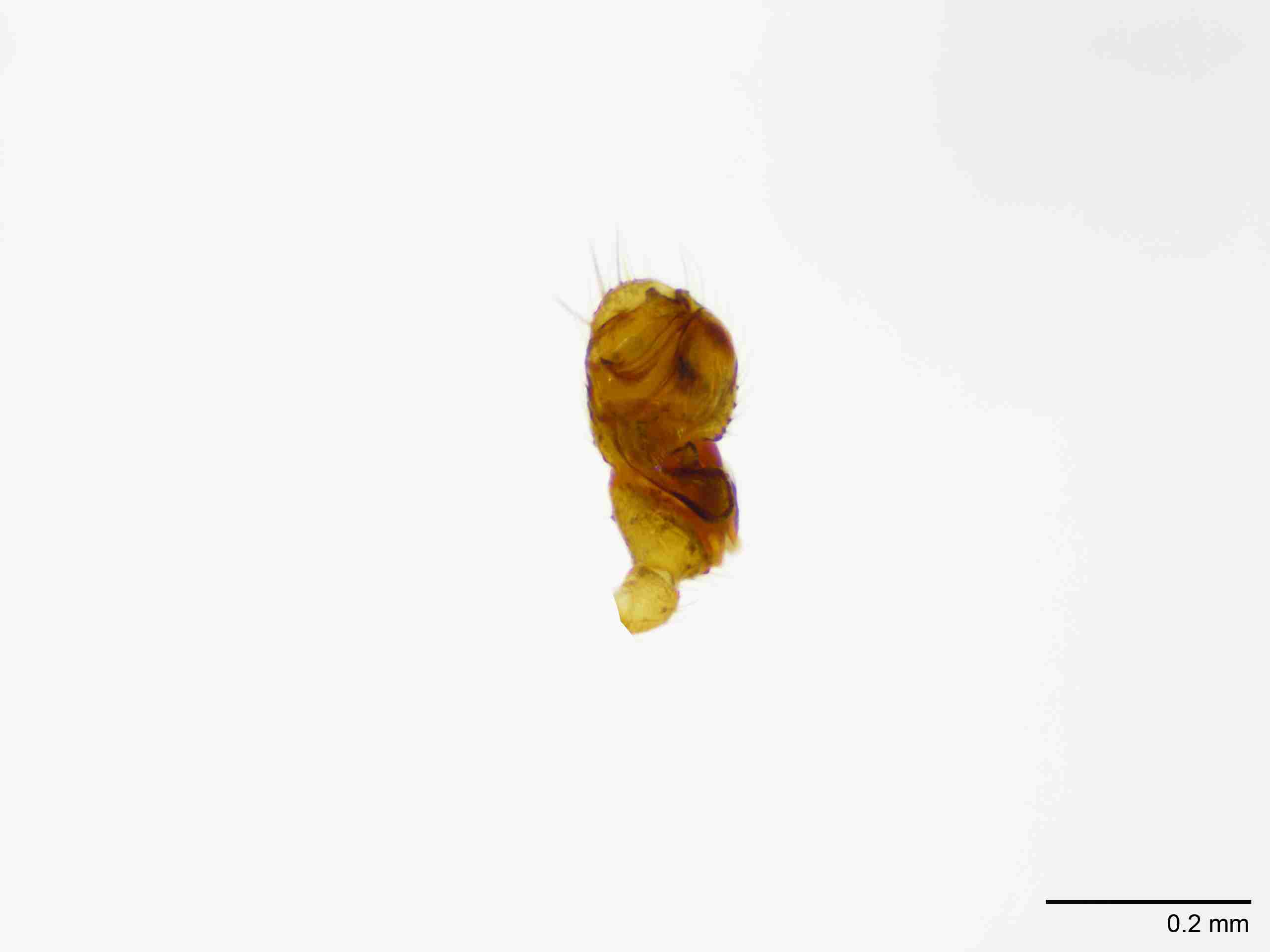 INVPICV128mppalvPIC570_100X_NL.jpg