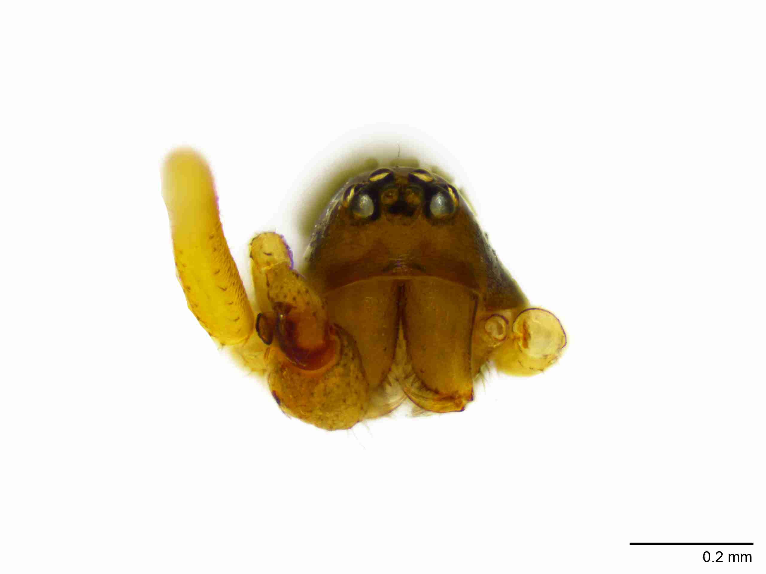 INVPICV128mpprsaPIC570_100X_NL.jpg