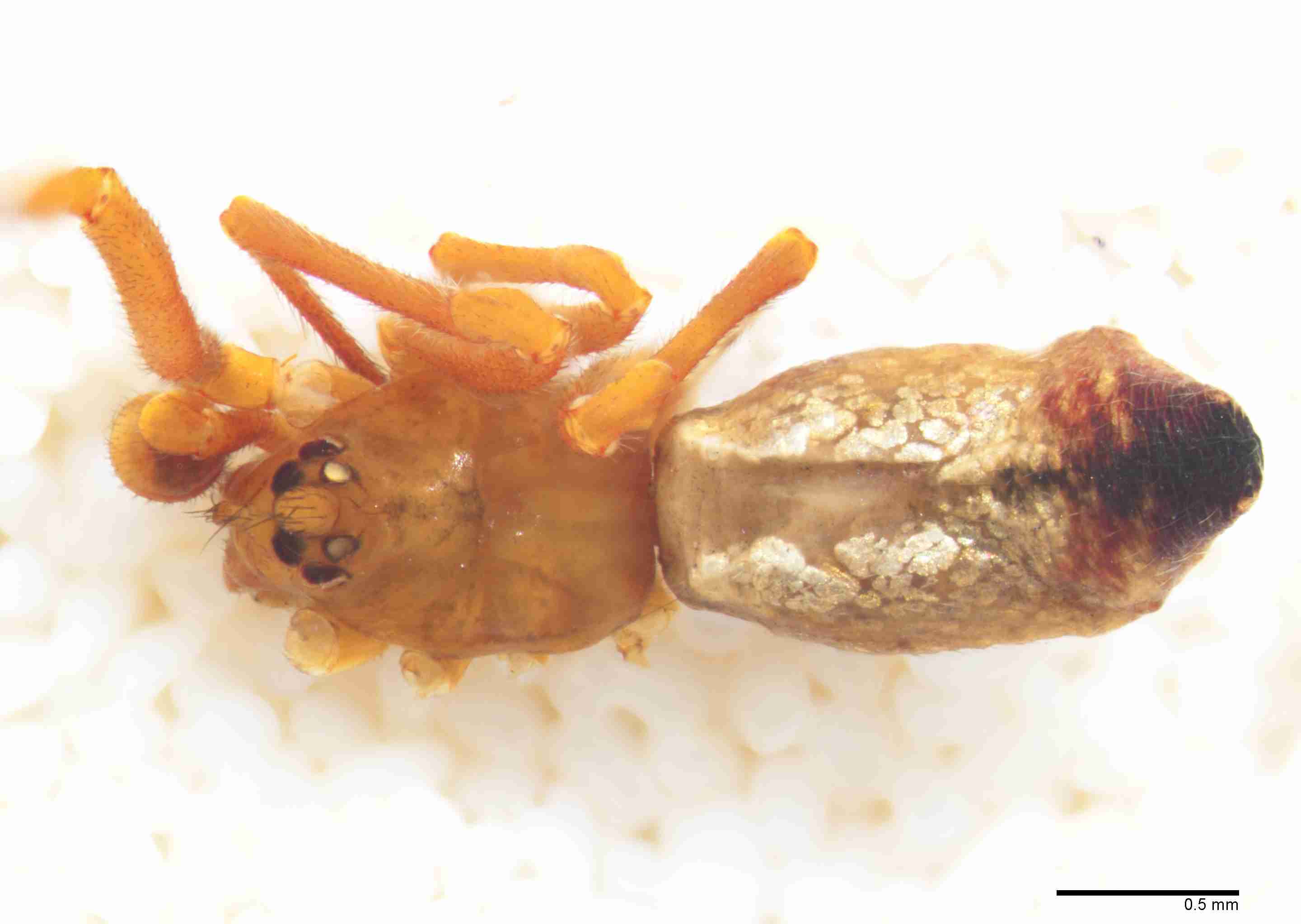 INVPICV239mphabdPXF146_35X_Z10.jpg