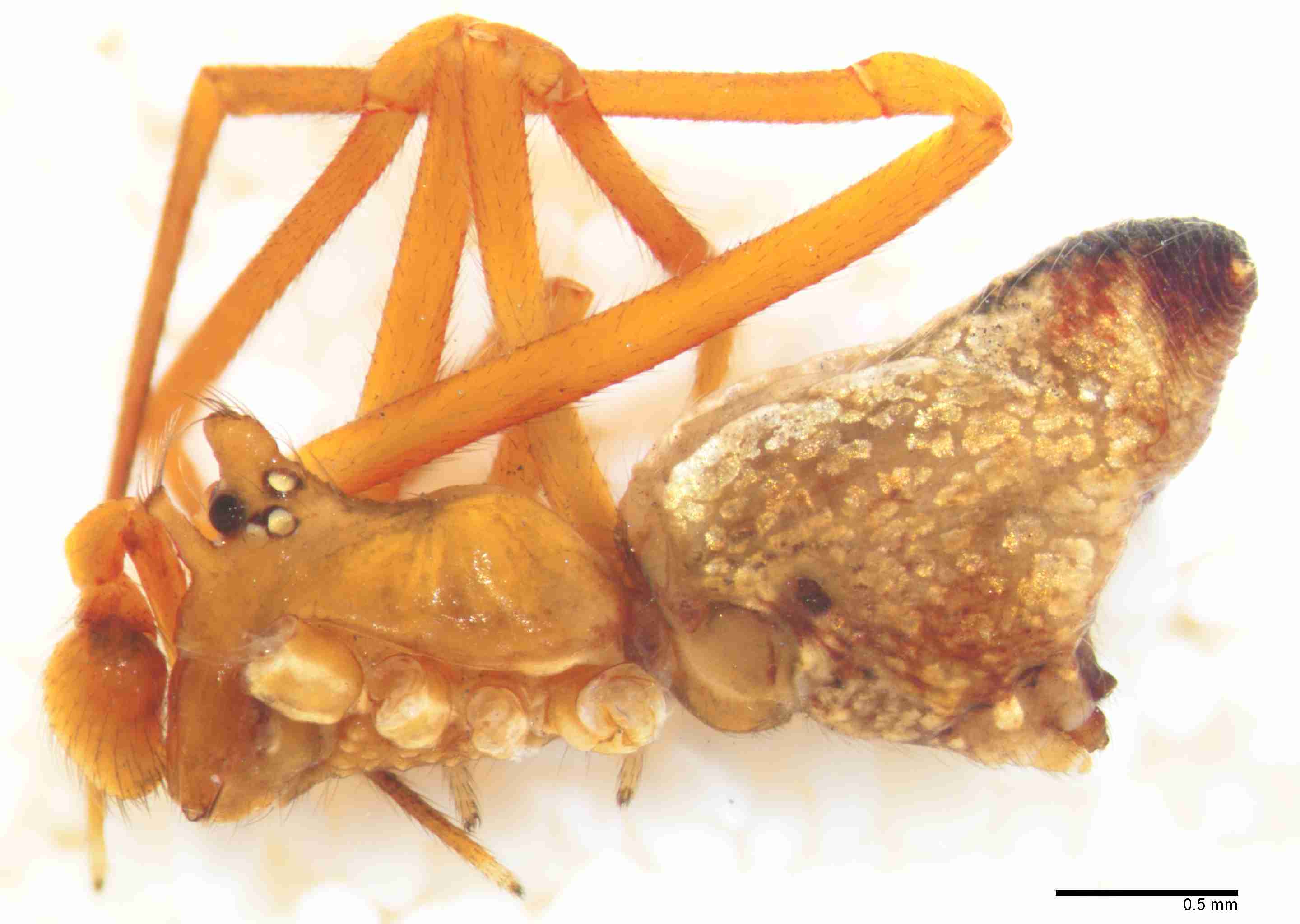 INVPICV239mphablPXF146_35X_Z10.jpg
