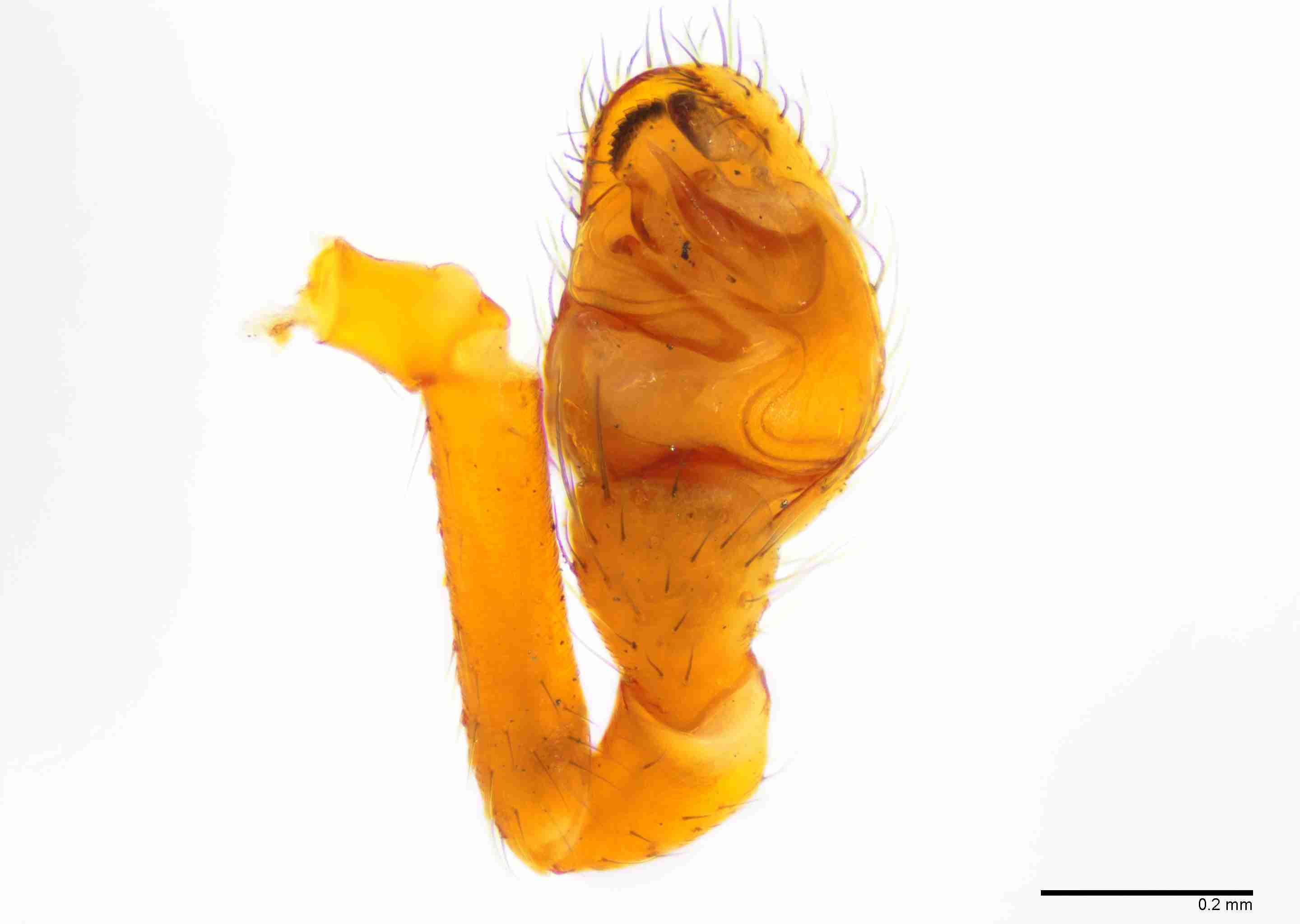 INVPICV239mppalvPXF146_100X_E2B.jpg