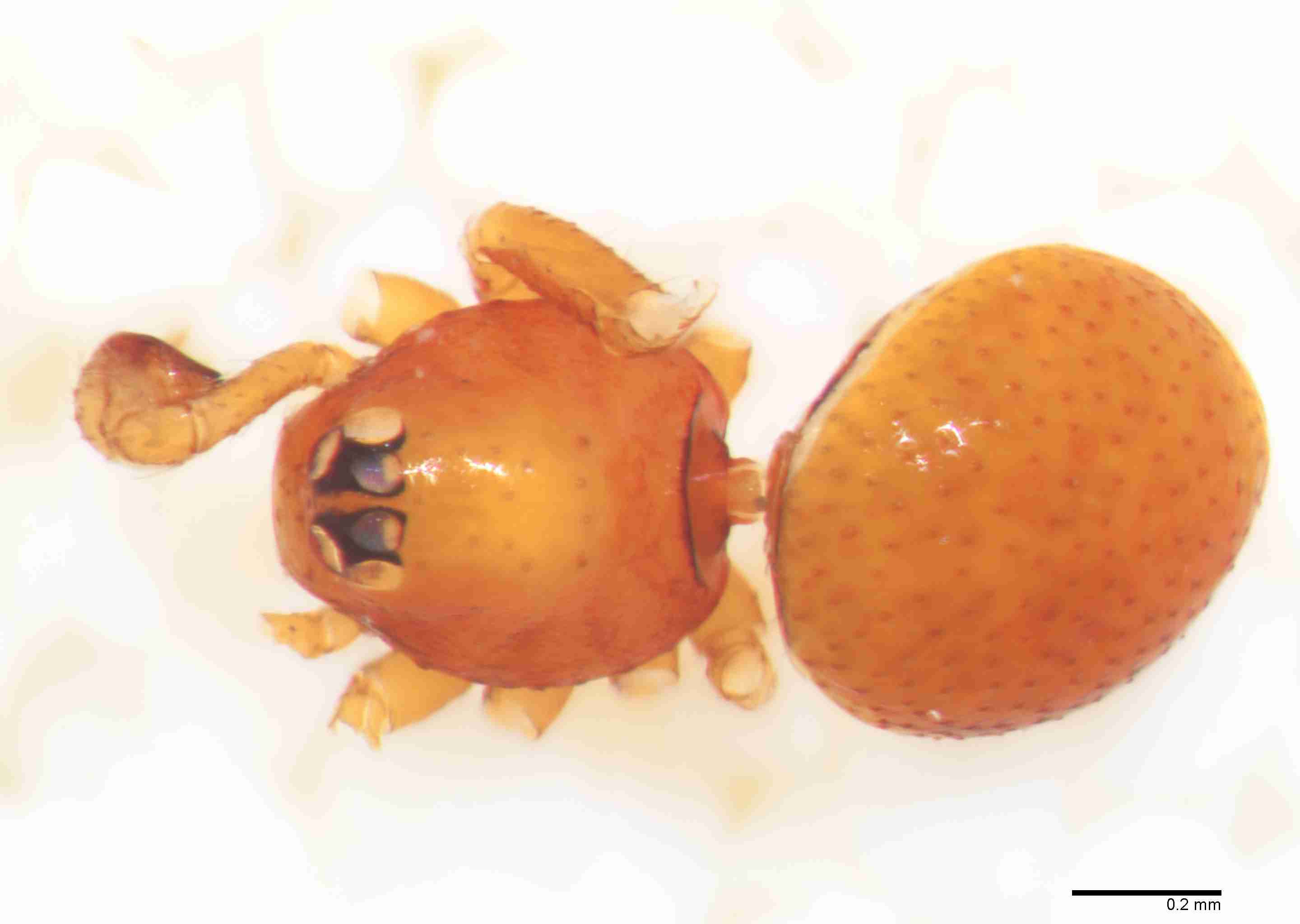 INVPICV249mphabdPXF161_70X_Z10.jpg
