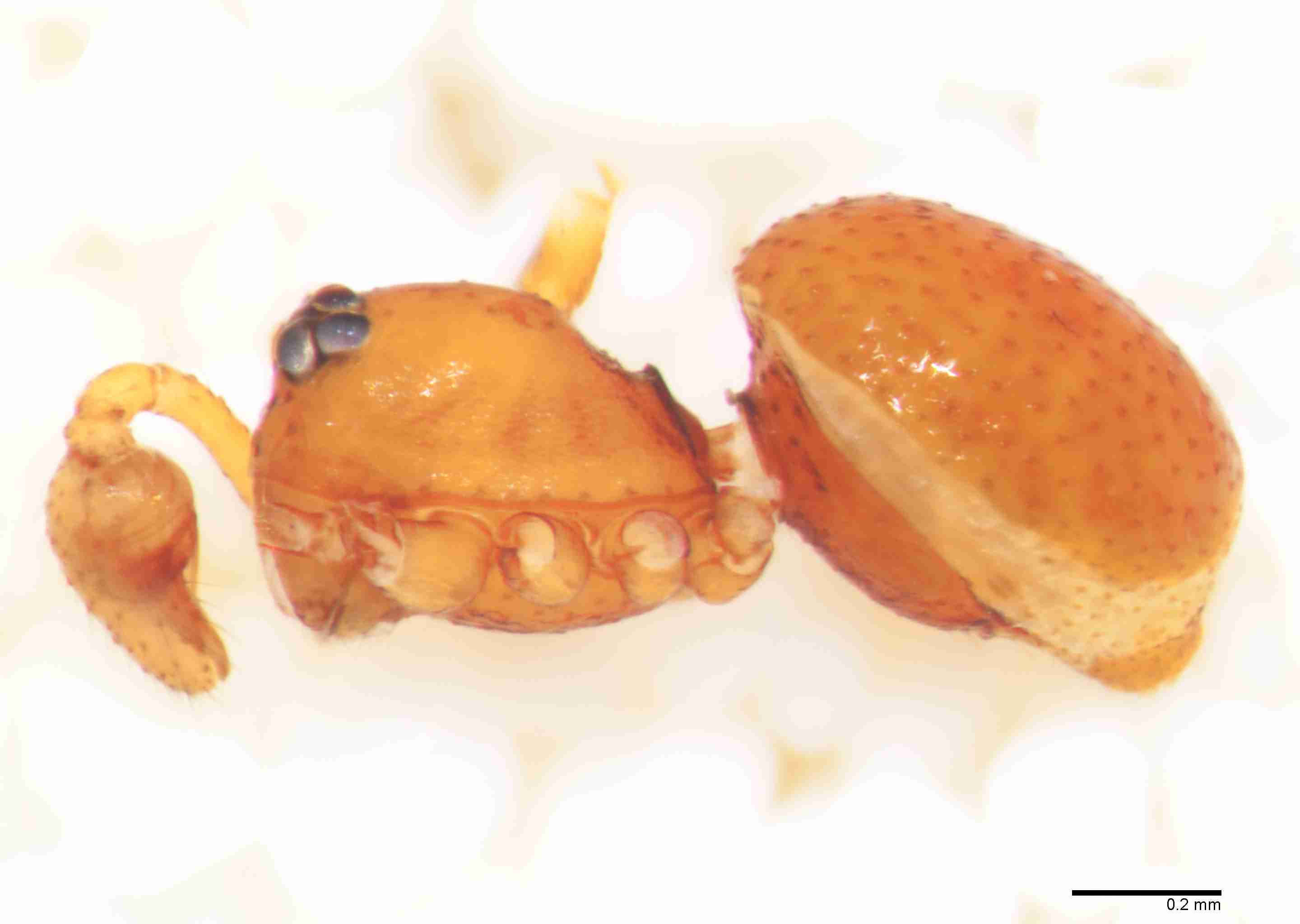 INVPICV249mphablPXF161_70X_Z10.jpg