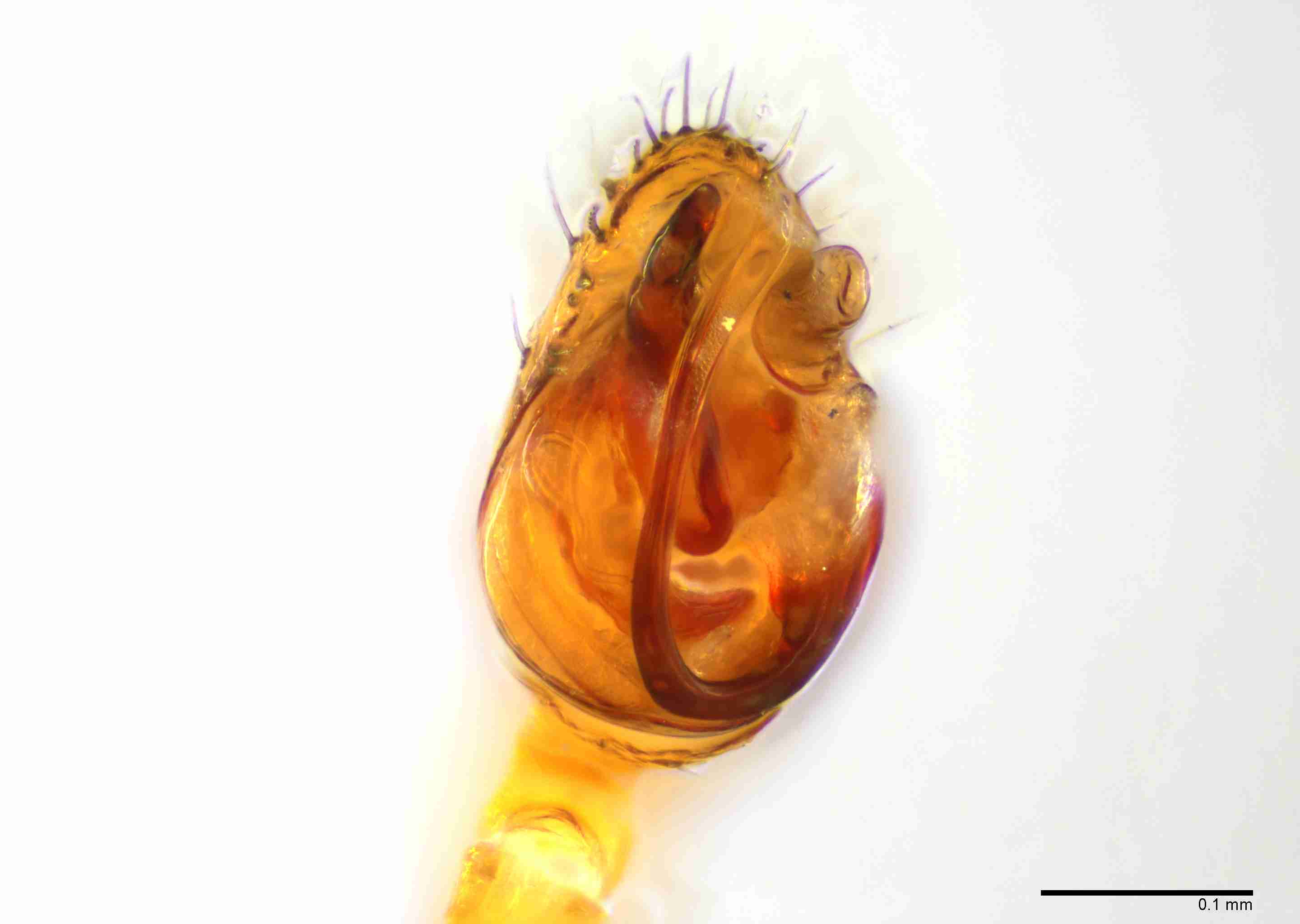 INVPICV249mppalaPXF161_200X_E2B.jpg