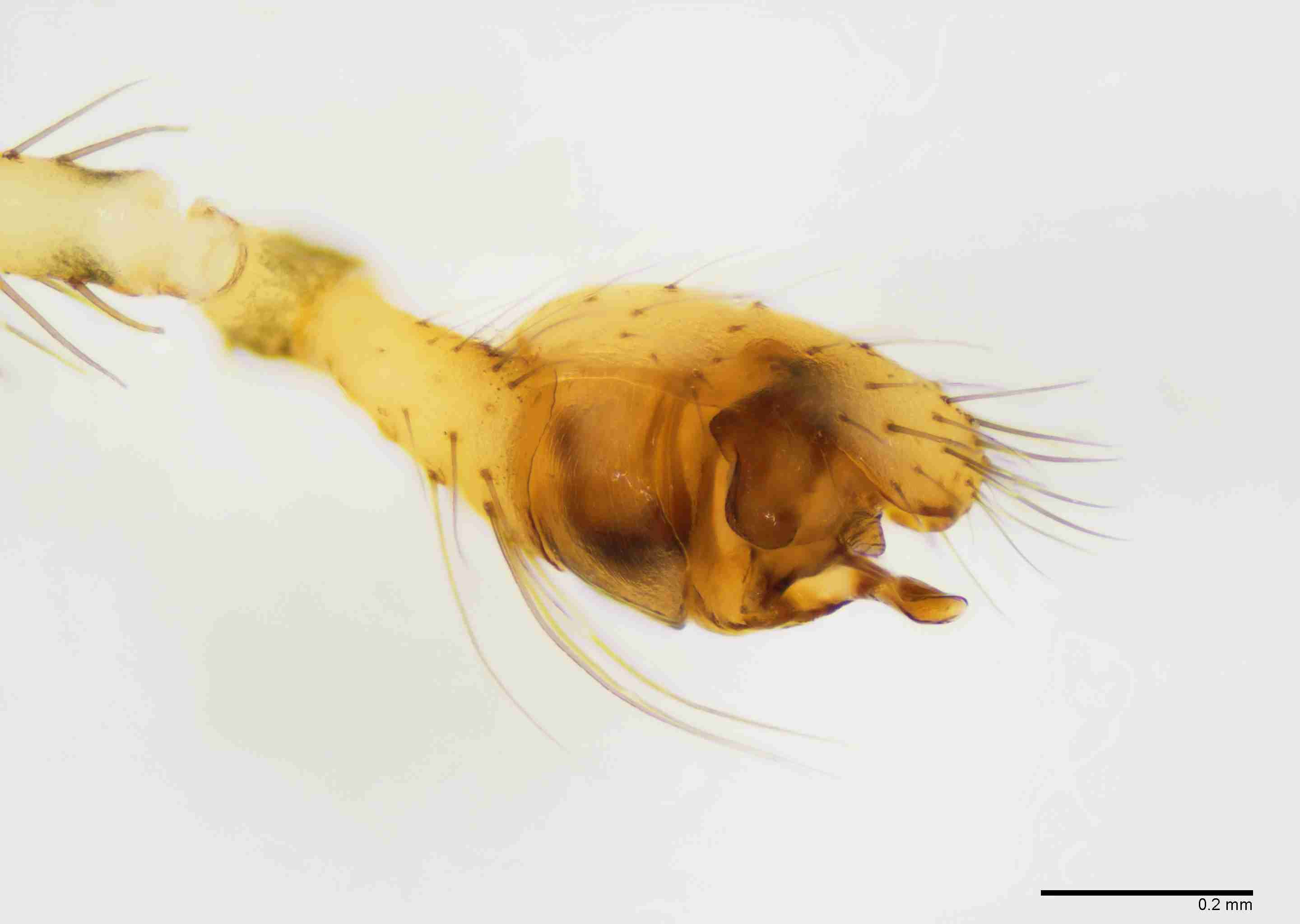 INVPICV261mppalpPIC068_100X_E2B.jpg