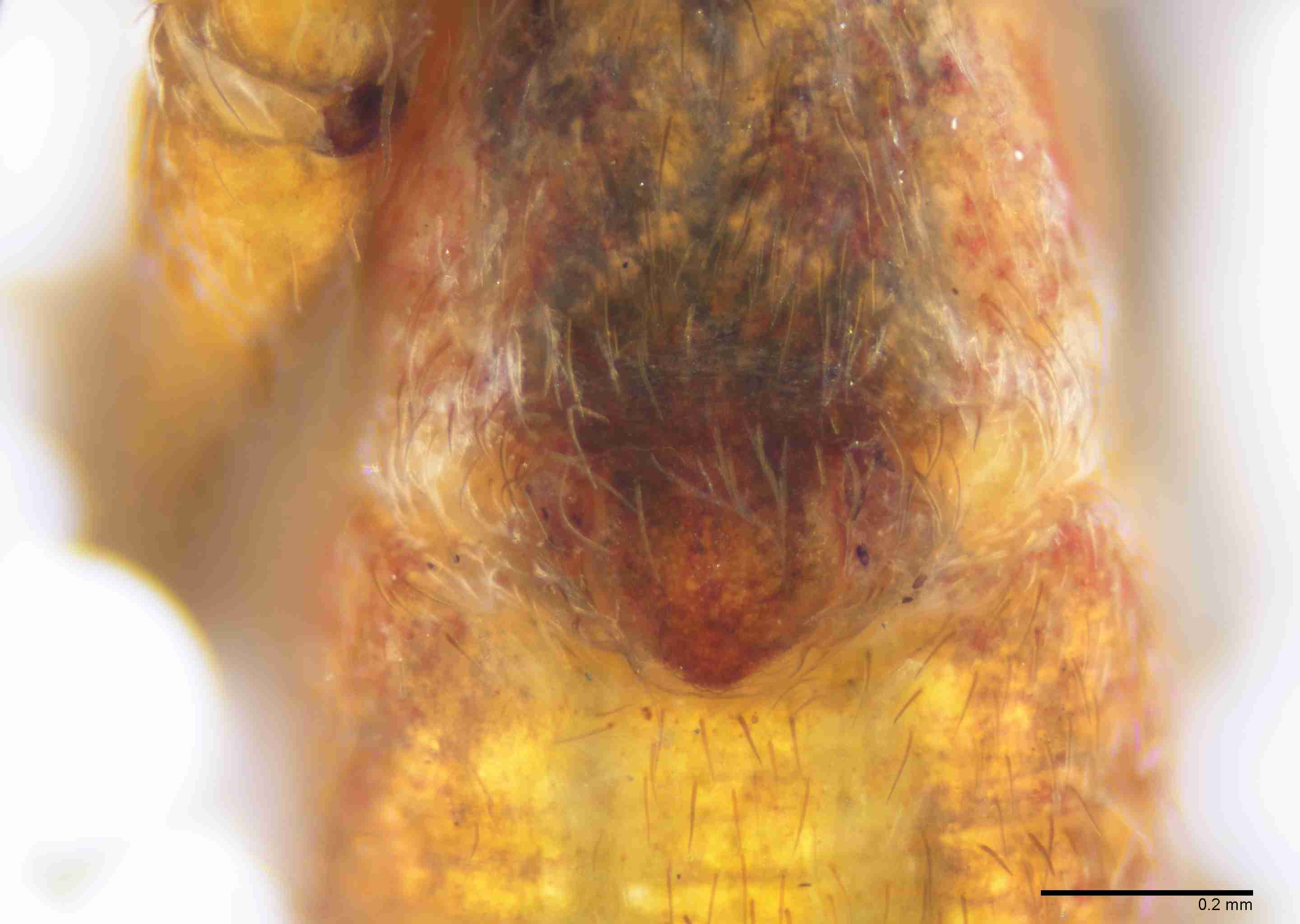 INVPICV285fpepivPXF042_100X_E2B.jpg
