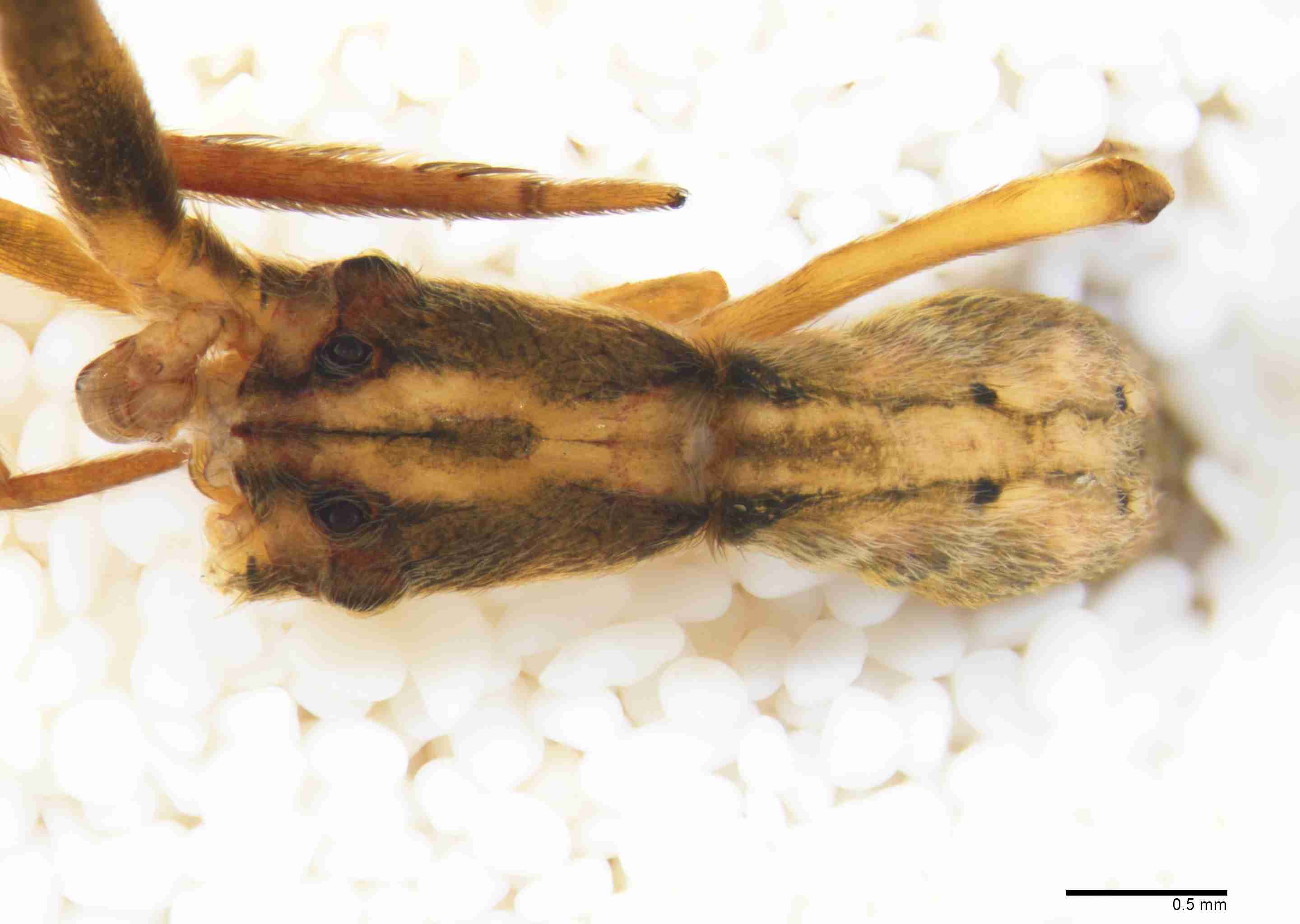 INVPICV285mphabdPXF043_30X_Z10.jpg
