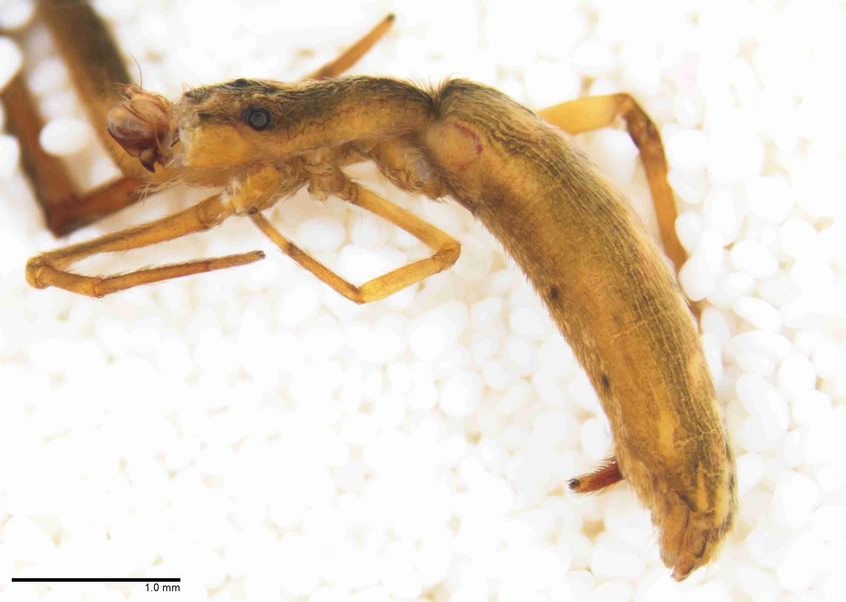 INVPICV285mphablPXF043_25X_Z10.jpg