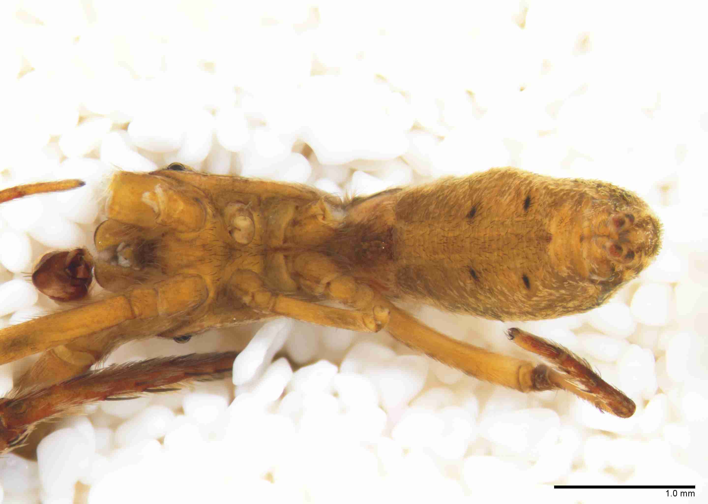 INVPICV285mphabvPXF043_25X_Z10.jpg