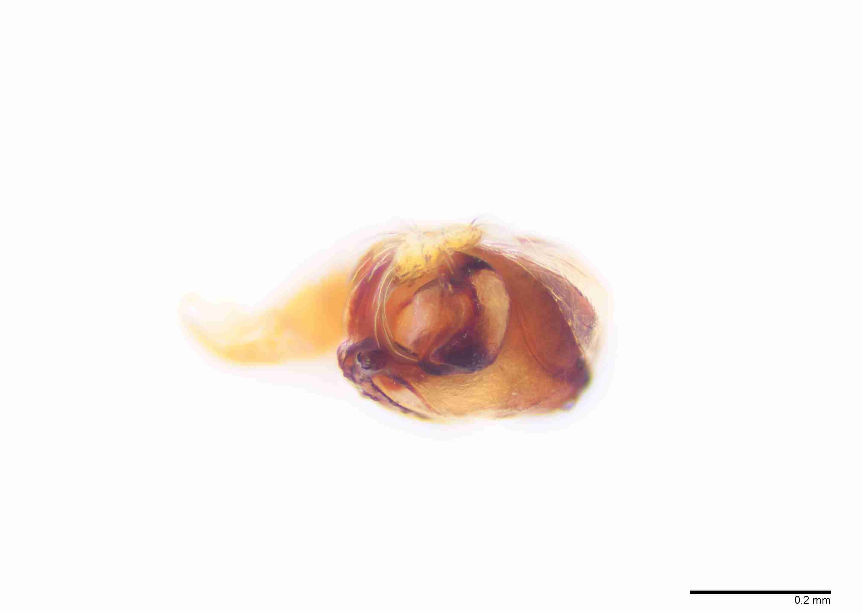INVPICV285mppalaPXF043_100X_E2B.jpg