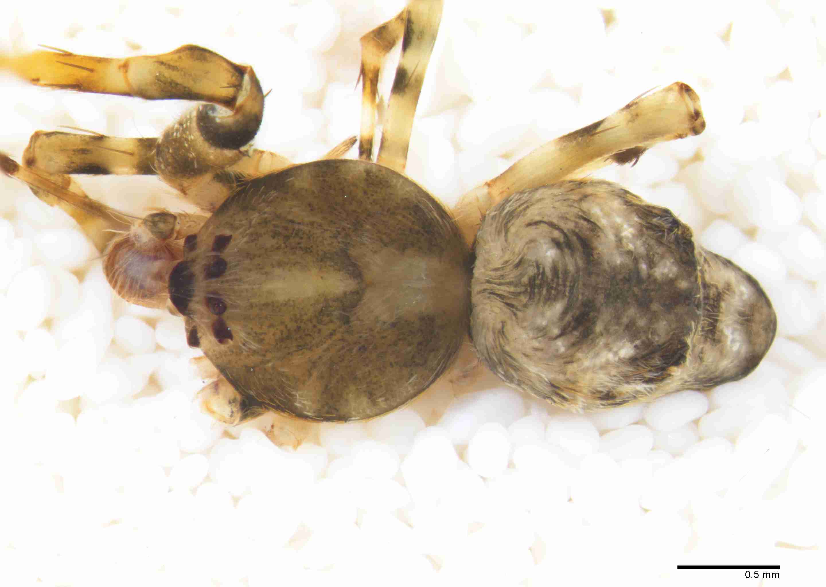 INVPICV286mphabdPXF033_30X_Z10.jpg