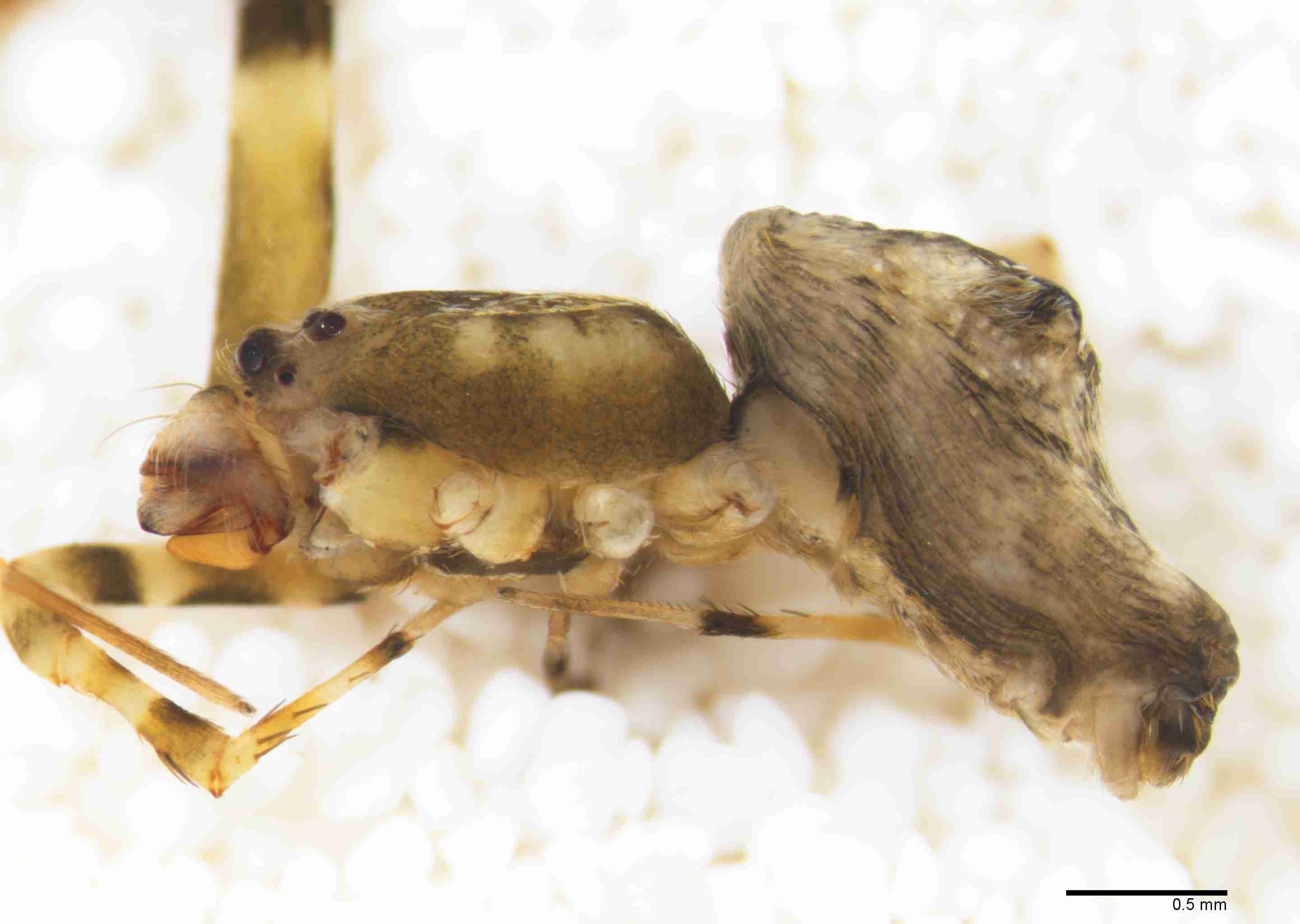 INVPICV286mphablPXF033_30X_Z10.jpg