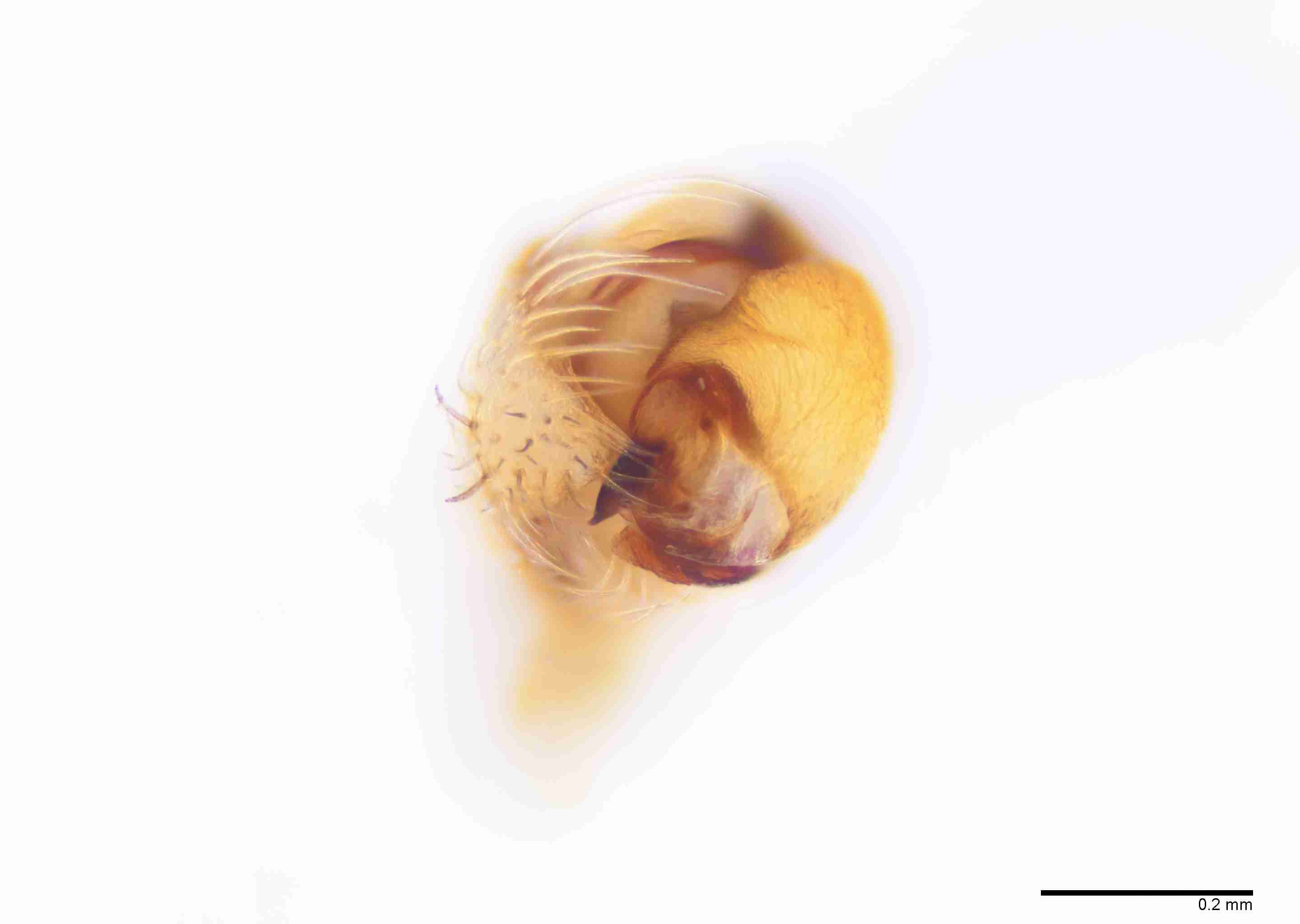 INVPICV286mppalaPXF033_100X_E2B.jpg